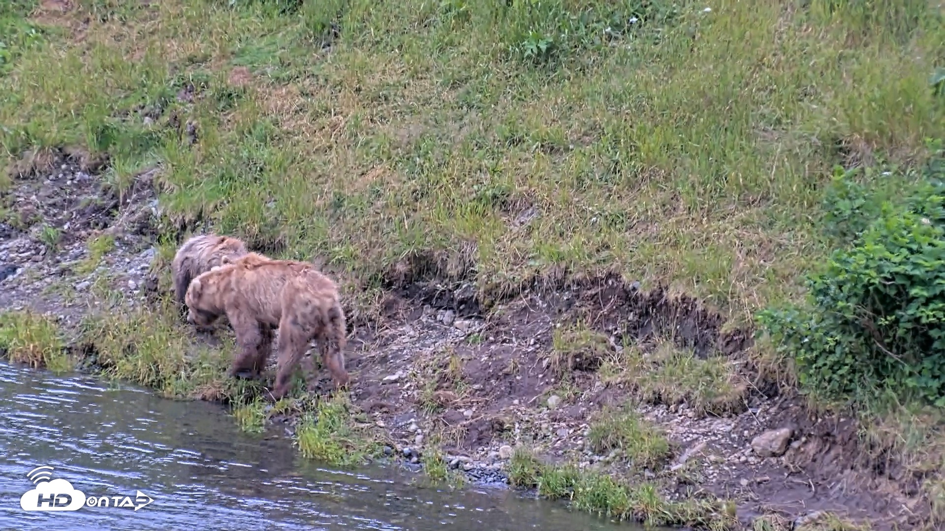 Snapshot of Kodiak Alaska Brown Bears Live Webcam taken Aug 3, 2026, 4:28pm AKDT