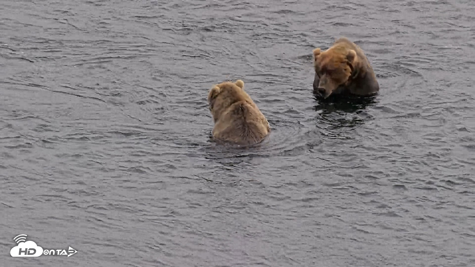 Snapshot of Kodiak Alaska Brown Bears Live Webcam taken Aug 9, 2026, 3:50pm AKDT