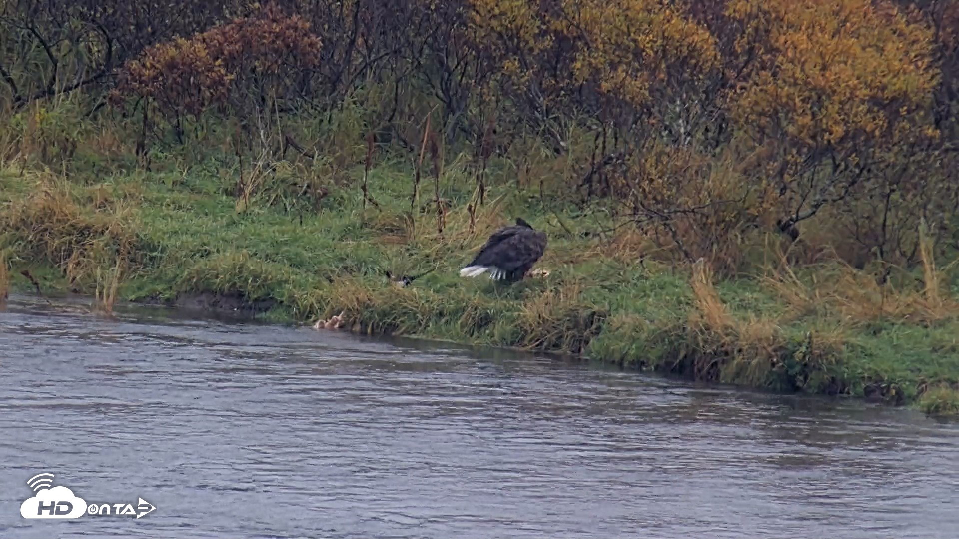 Snapshot of Kodiak Alaska Brown Bears Live Webcam taken Oct 5, 2026, 11:59am AKDT
