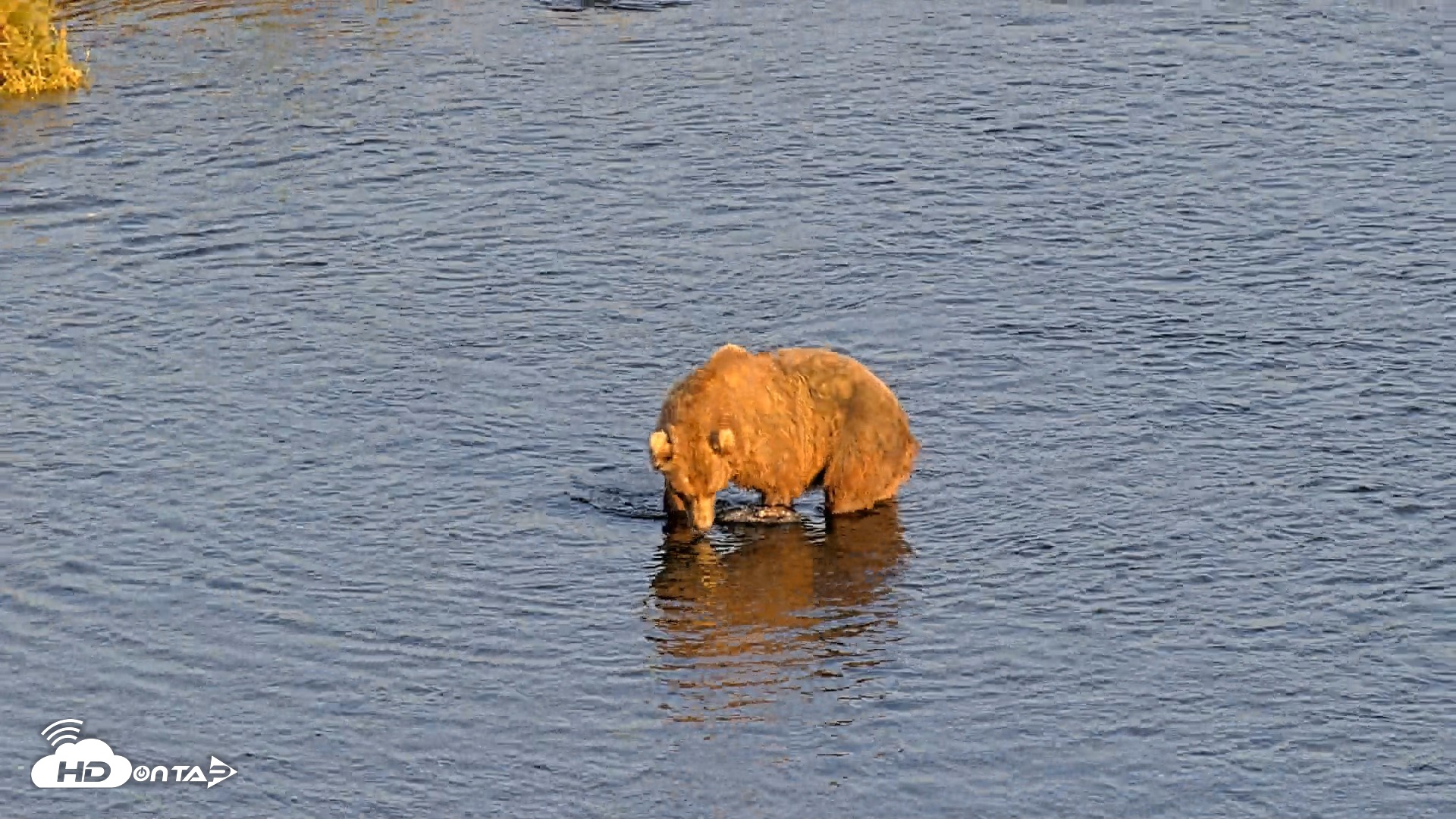Snapshot of Kodiak Alaska Brown Bears Live Webcam taken Aug 8, 2026, 8:24pm AKDT
