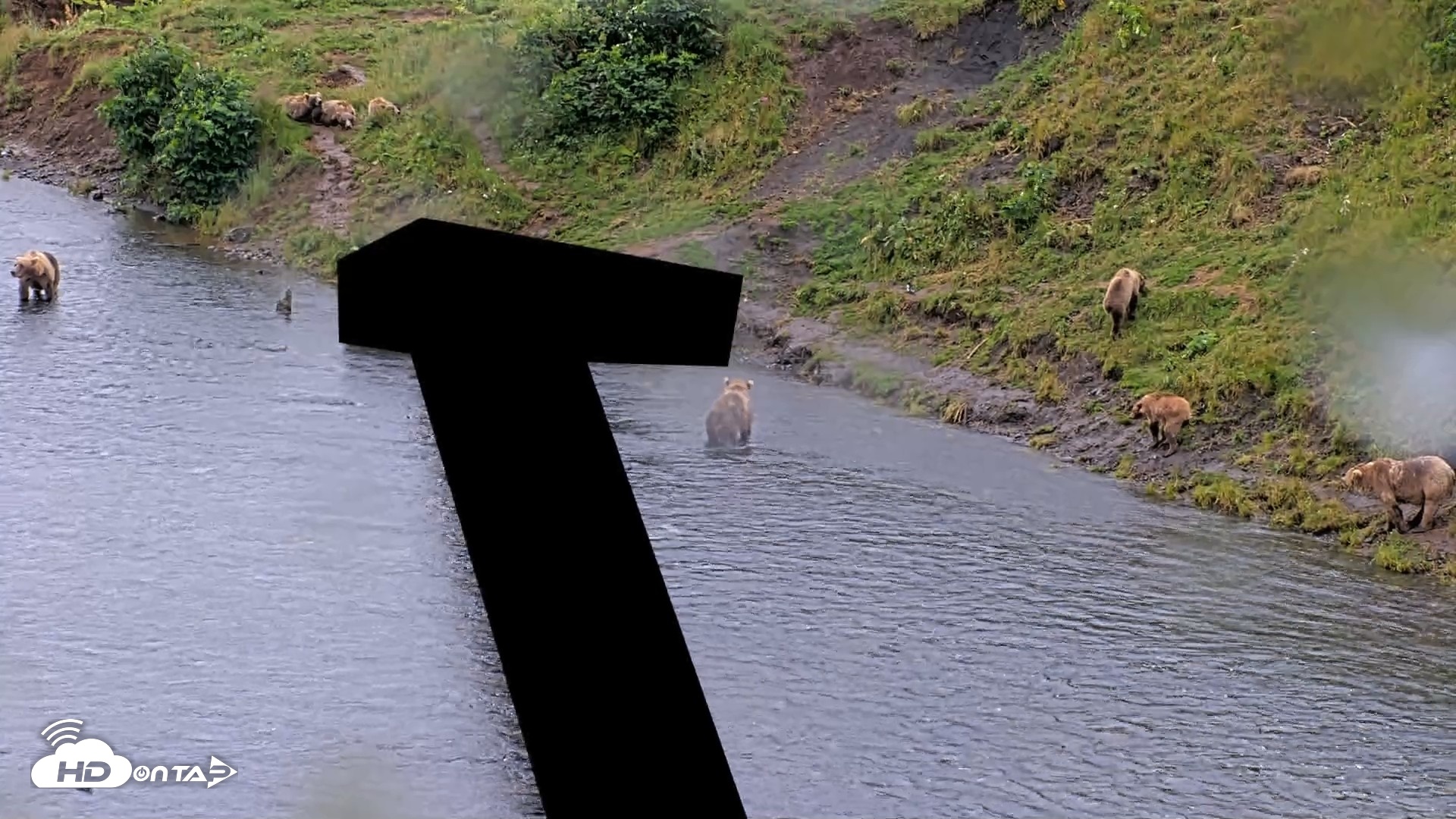 Snapshot of Kodiak Alaska Brown Bears Live Webcam taken Aug 12, 2026, 1:53pm AKDT
