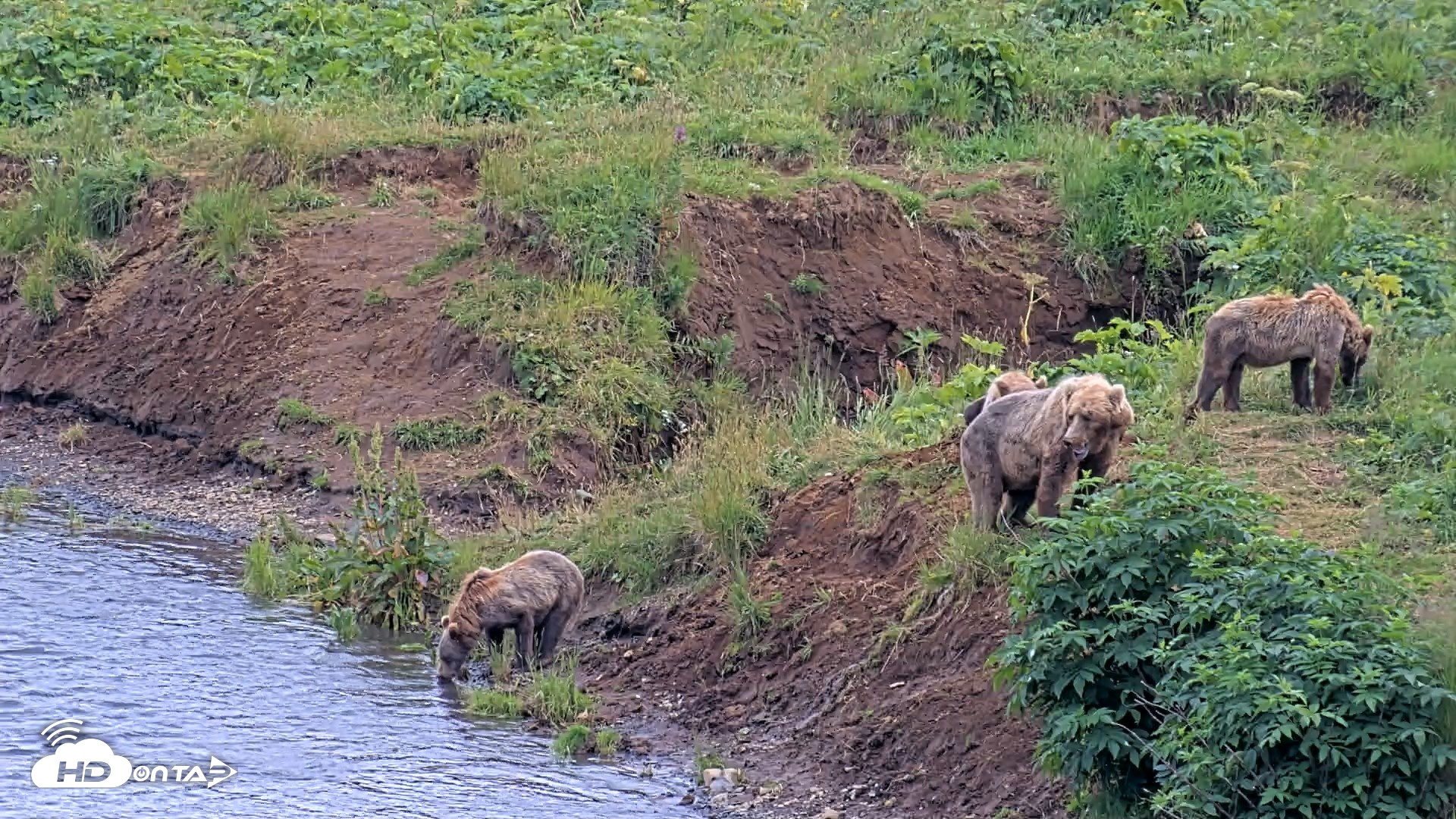 Snapshot of Kodiak Alaska Brown Bears Live Webcam taken Aug 9, 2026, 6:08pm AKDT