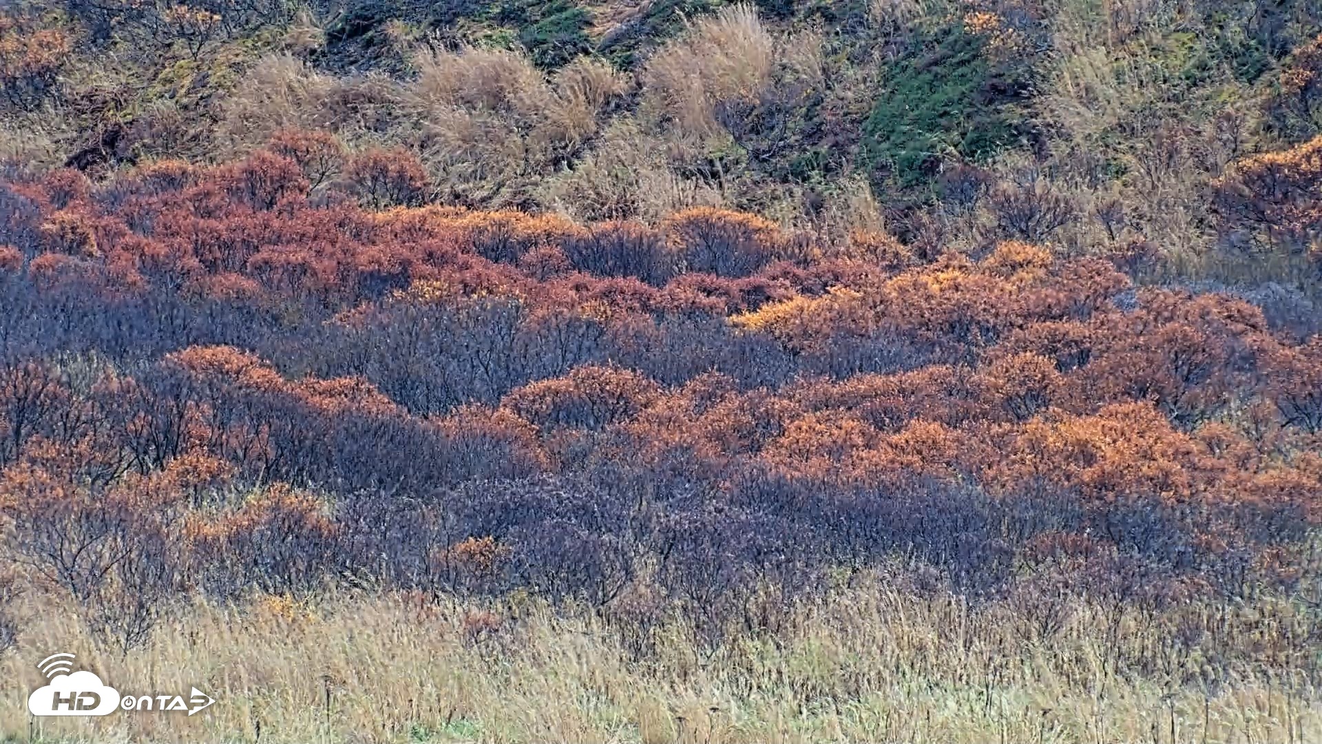 Snapshot of Kodiak Alaska Brown Bears Live Webcam taken Oct 20, 2026, 4:38pm AKDT