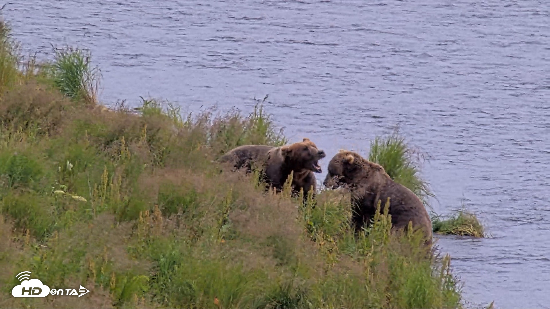 Snapshot of Kodiak Alaska Brown Bears Live Webcam taken Aug 9, 2026, 4:36pm AKDT