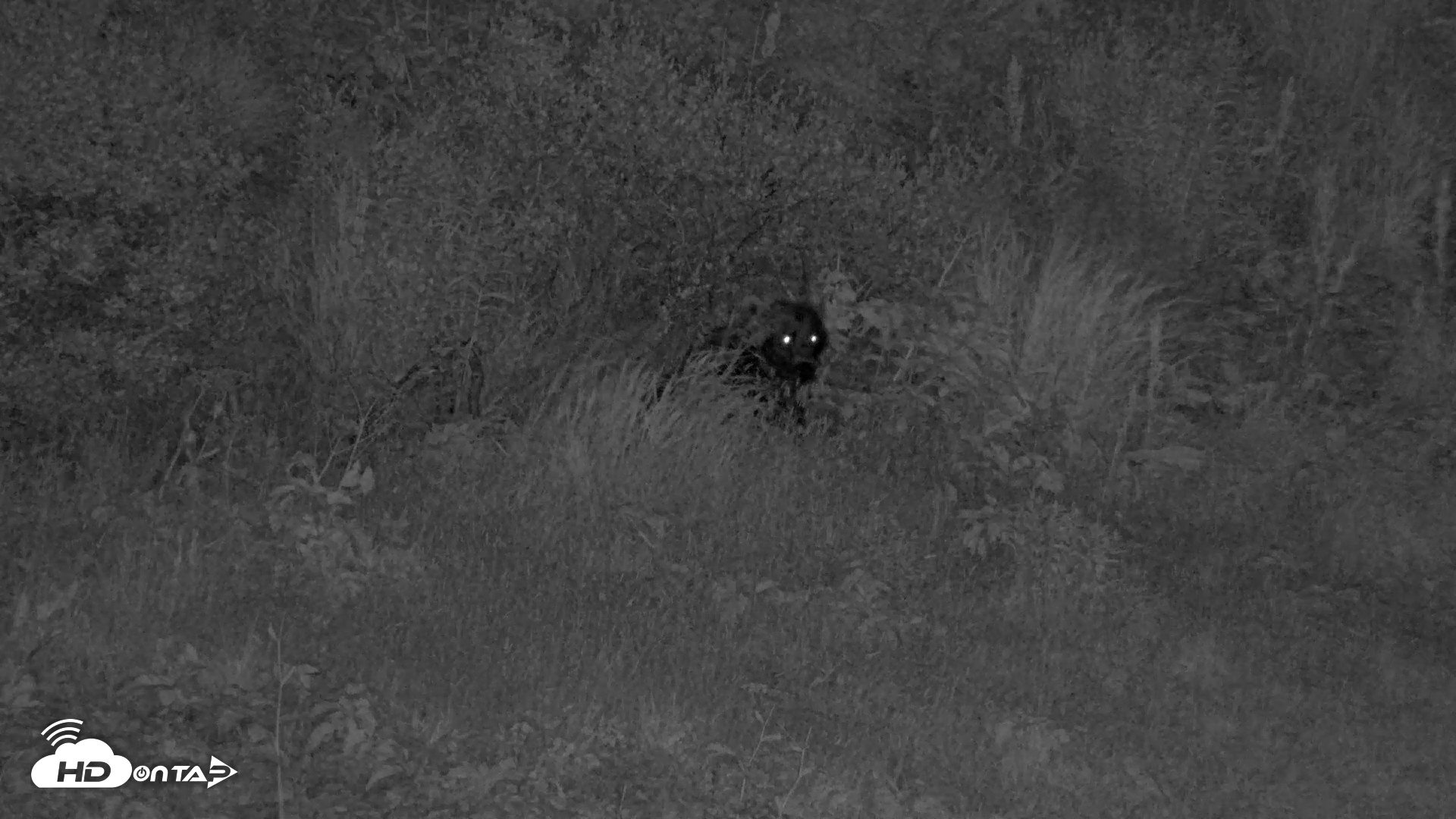 Snapshot of Kodiak Alaska Brown Bears Live Webcam taken Aug 10, 2026, 10:58pm AKDT