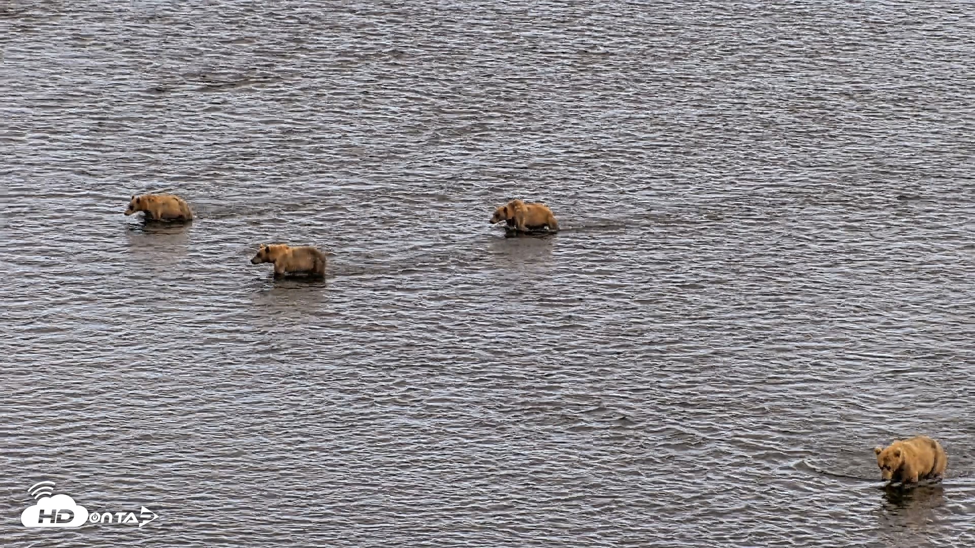 Snapshot of Kodiak Alaska Brown Bears Live Webcam taken Aug 1, 2026, 6:55pm AKDT