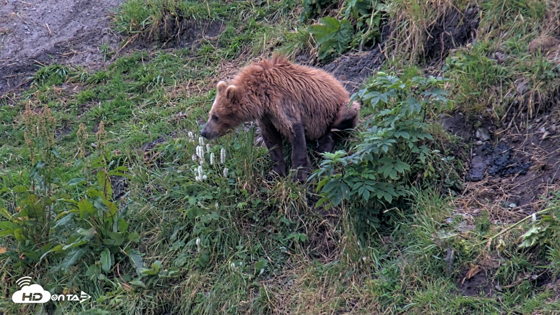 Snapshot of Kodiak Alaska Brown Bears Live Webcam taken Aug 11, 2026, 7:32am AKDT