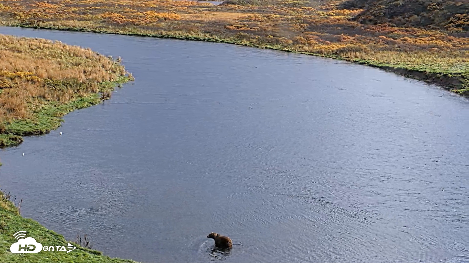 Snapshot of Kodiak Alaska Brown Bears Live Webcam taken Oct 5, 2026, 3:38pm AKDT