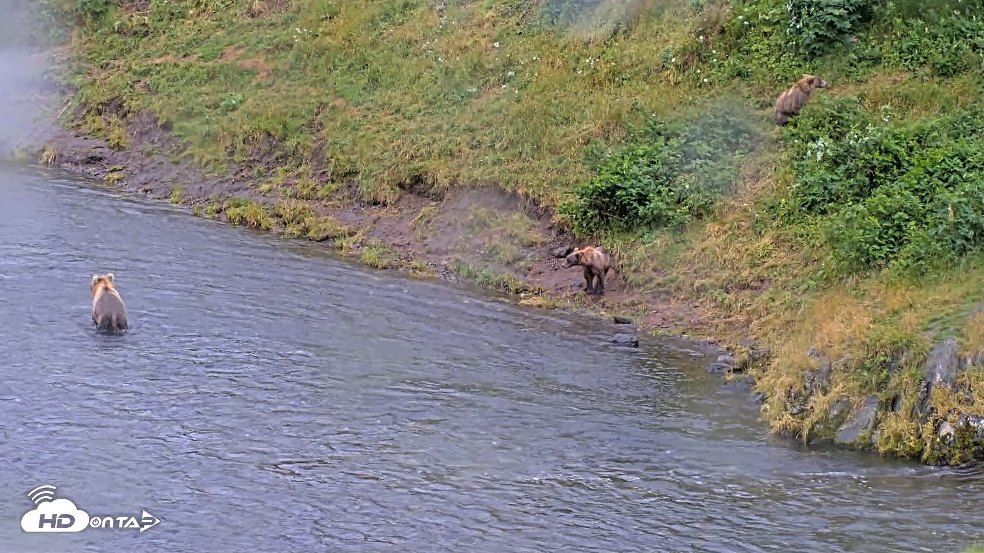 Snapshot of Kodiak Alaska Brown Bears Live Webcam taken Aug 12, 2026, 5:14pm AKDT