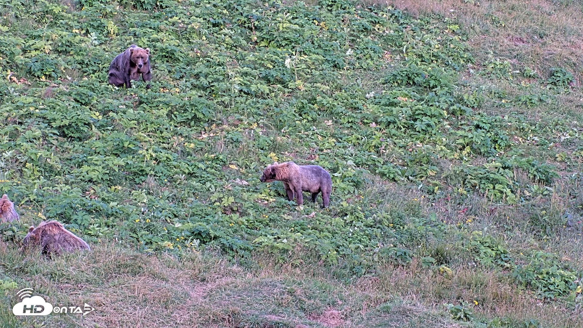 Snapshot of Kodiak Alaska Brown Bears Live Webcam taken Aug 11, 2026, 8:11pm AKDT