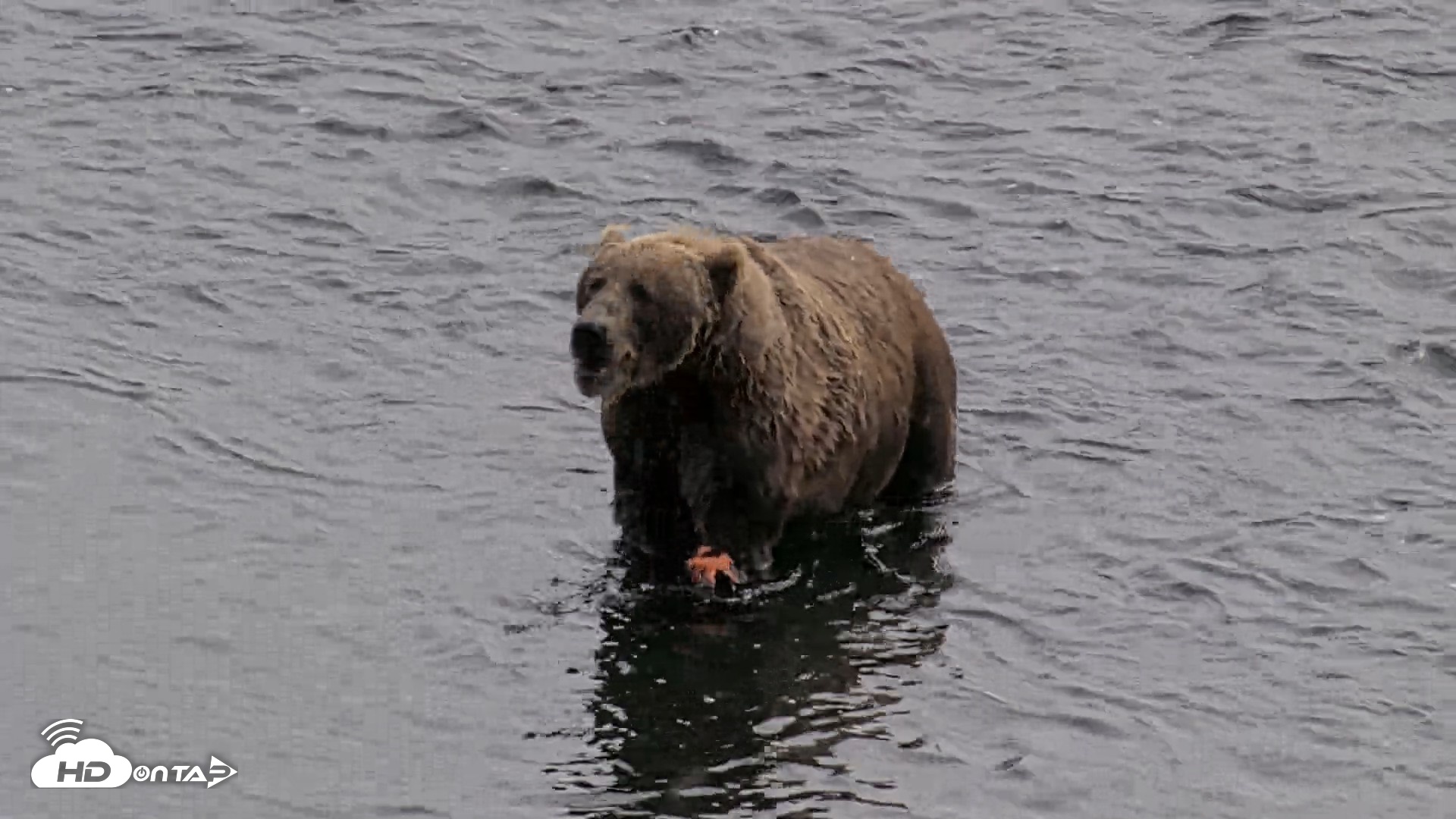 Snapshot of Kodiak Alaska Brown Bears Live Webcam taken Aug 27, 2026, 2:51pm AKDT
