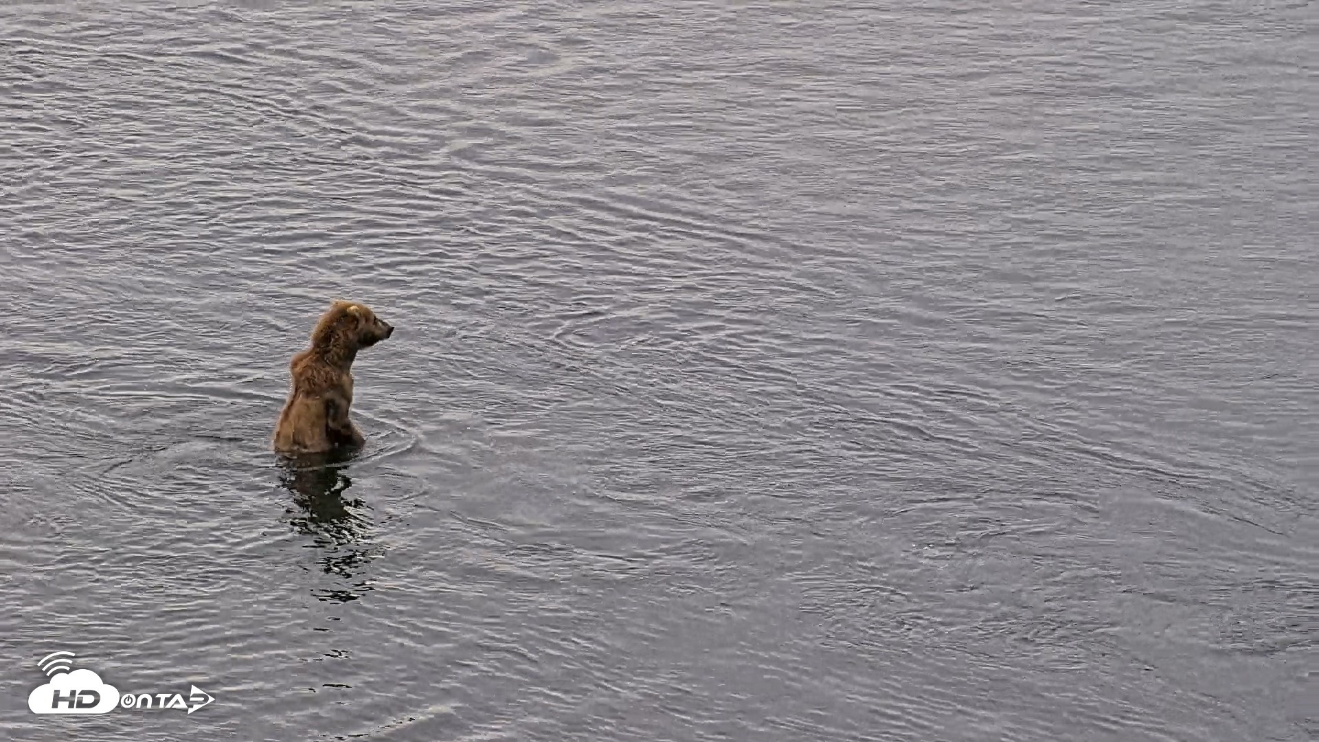 Snapshot of Kodiak Alaska Brown Bears Live Webcam taken Jul 25, 2026, 11:41am AKDT