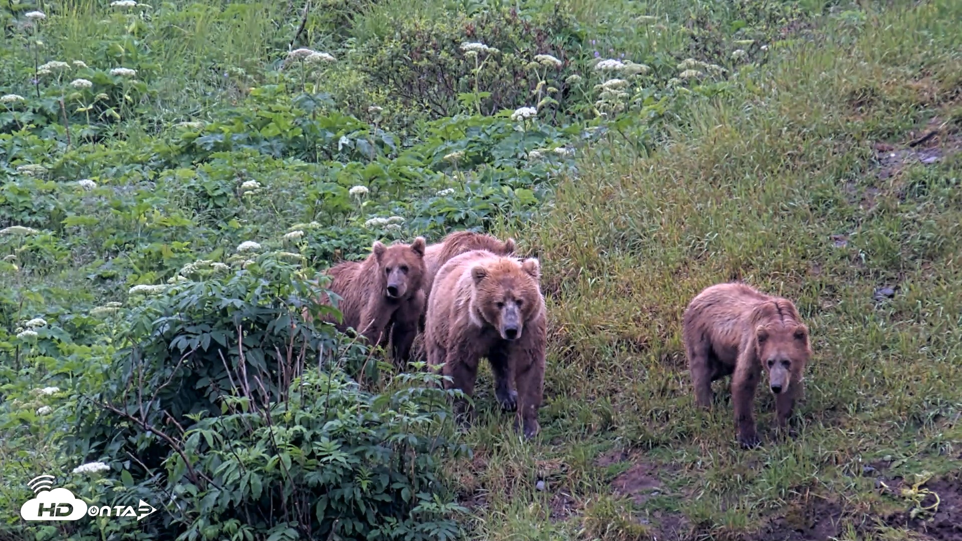 Snapshot of Kodiak Alaska Brown Bears Live Webcam taken Jul 22, 2026, 4:47pm AKDT