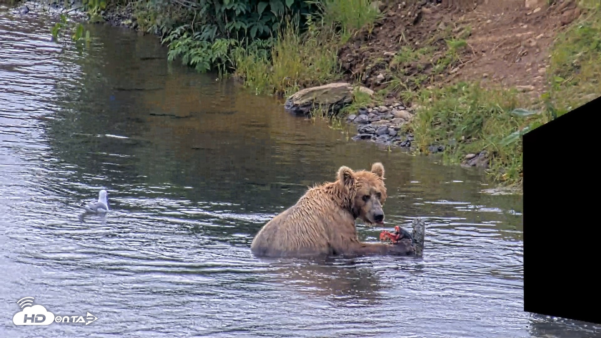 Snapshot of Kodiak Alaska Brown Bears Live Webcam taken Aug 2, 2026, 2:03pm AKDT