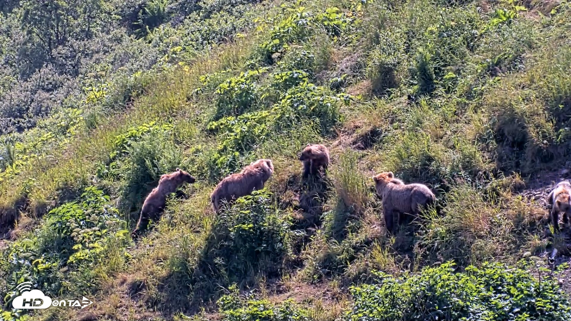 Snapshot of Kodiak Alaska Brown Bears Live Webcam taken Jul 31, 2026, 2:18pm AKDT