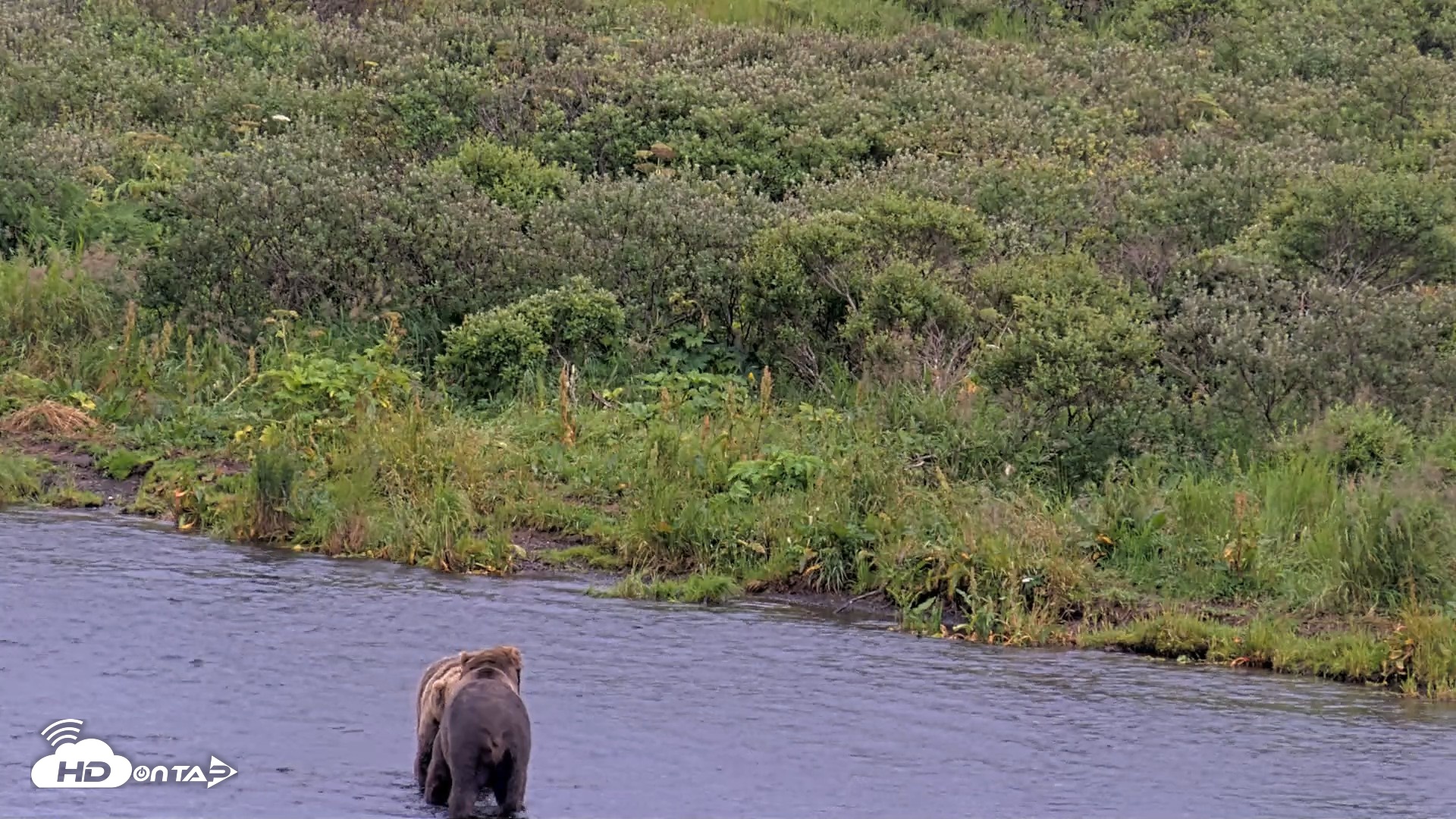 Snapshot of Kodiak Alaska Brown Bears Live Webcam taken Aug 13, 2026, 7:50pm AKDT