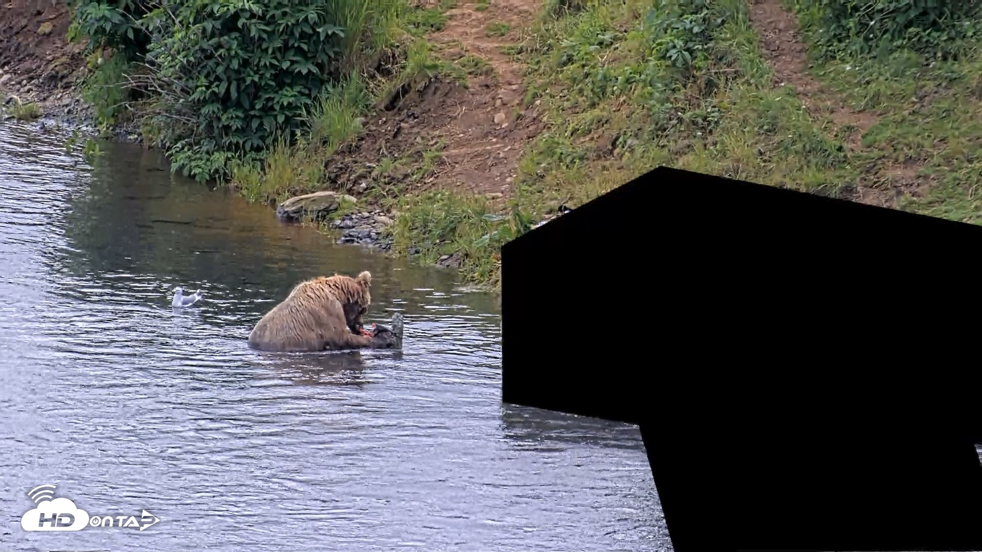 Snapshot of Kodiak Alaska Brown Bears Live Webcam taken Aug 2, 2026, 2:02pm AKDT