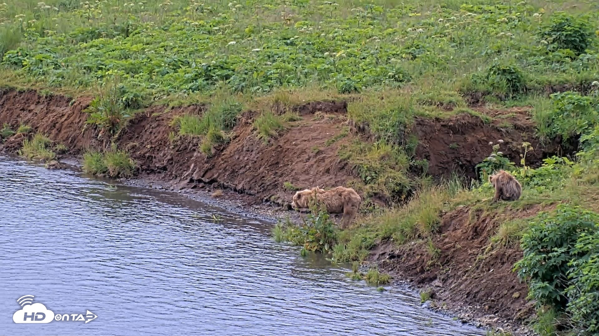 Snapshot of Kodiak Alaska Brown Bears Live Webcam taken Aug 2, 2026, 9:58am AKDT