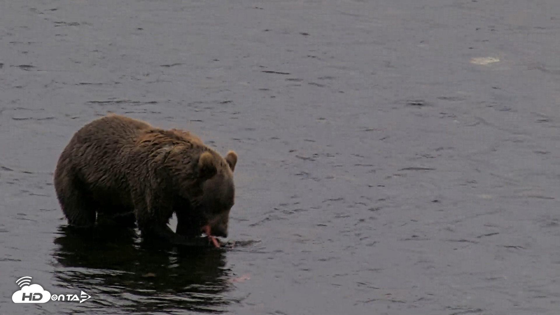 Snapshot of Kodiak Alaska Brown Bears Live Webcam taken Aug 17, 2026, 8:43pm AKDT