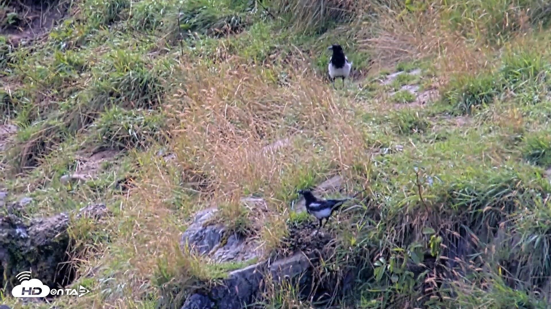 Snapshot of Kodiak Alaska Brown Bears Live Webcam taken Aug 22, 2026, 1:55pm AKDT