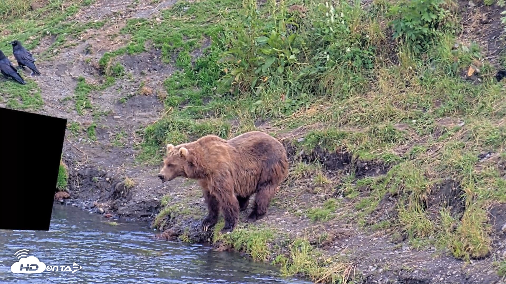 Snapshot of Kodiak Alaska Brown Bears Live Webcam taken Aug 7, 2026, 6:31pm AKDT