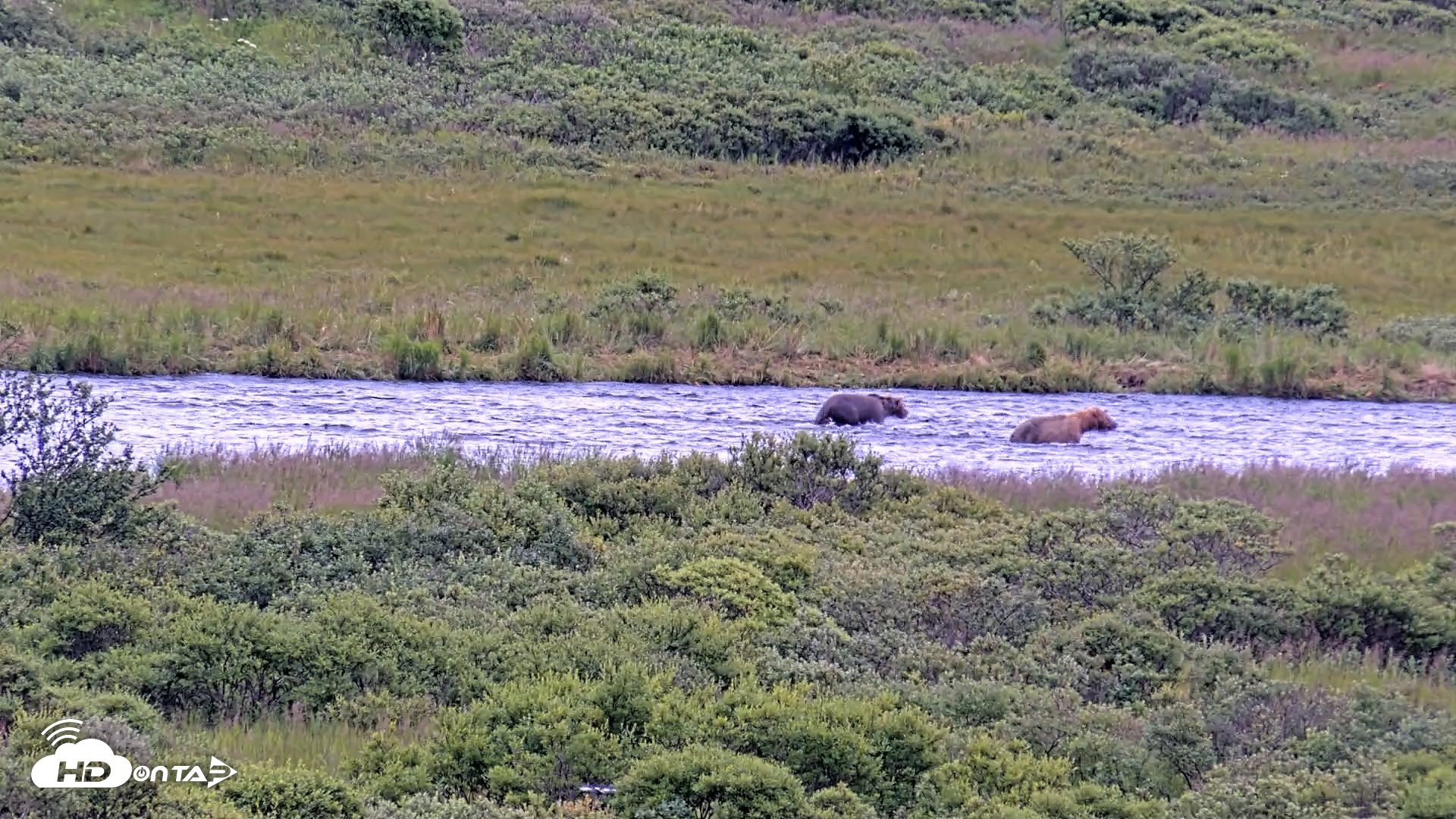 Snapshot of Kodiak Alaska Brown Bears Live Webcam taken Aug 6, 2026, 11:07am AKDT