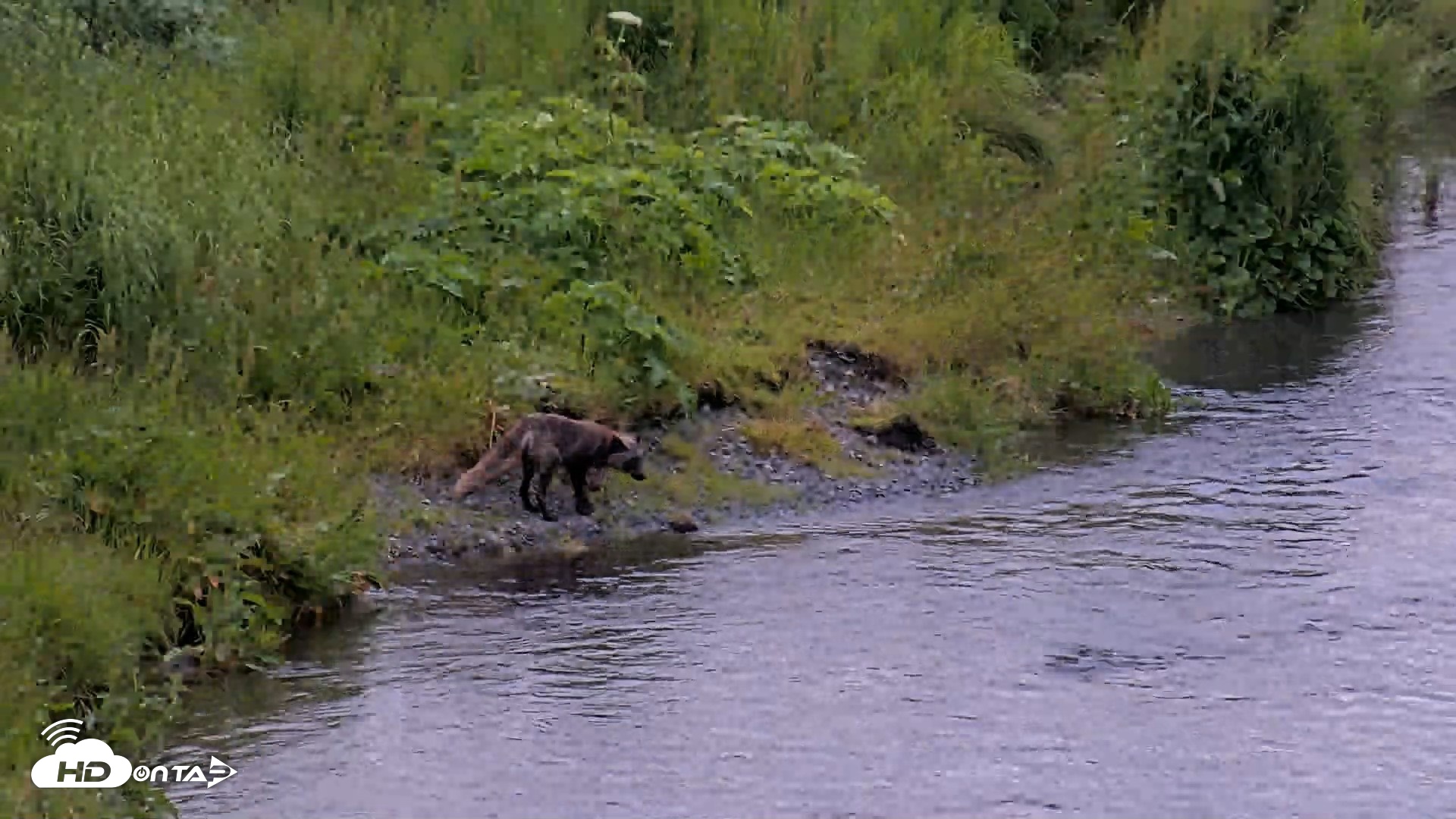 Snapshot of Kodiak Alaska Brown Bears Live Webcam taken Jul 19, 2026, 9:43pm AKDT