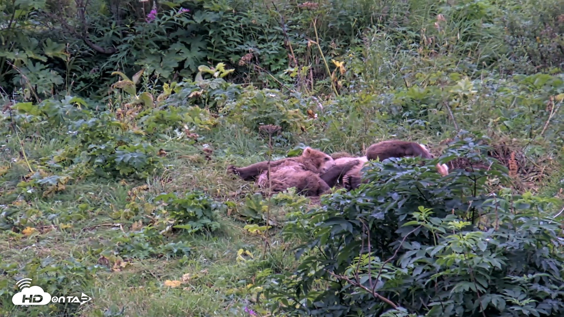 Snapshot of Kodiak Alaska Brown Bears Live Webcam taken Aug 19, 2026, 7:29pm AKDT