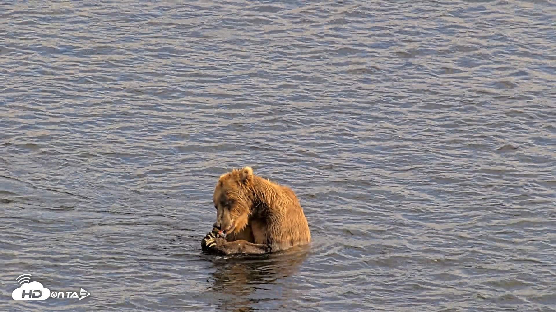 Snapshot of Kodiak Alaska Brown Bears Live Webcam taken Aug 7, 2026, 6:11pm AKDT