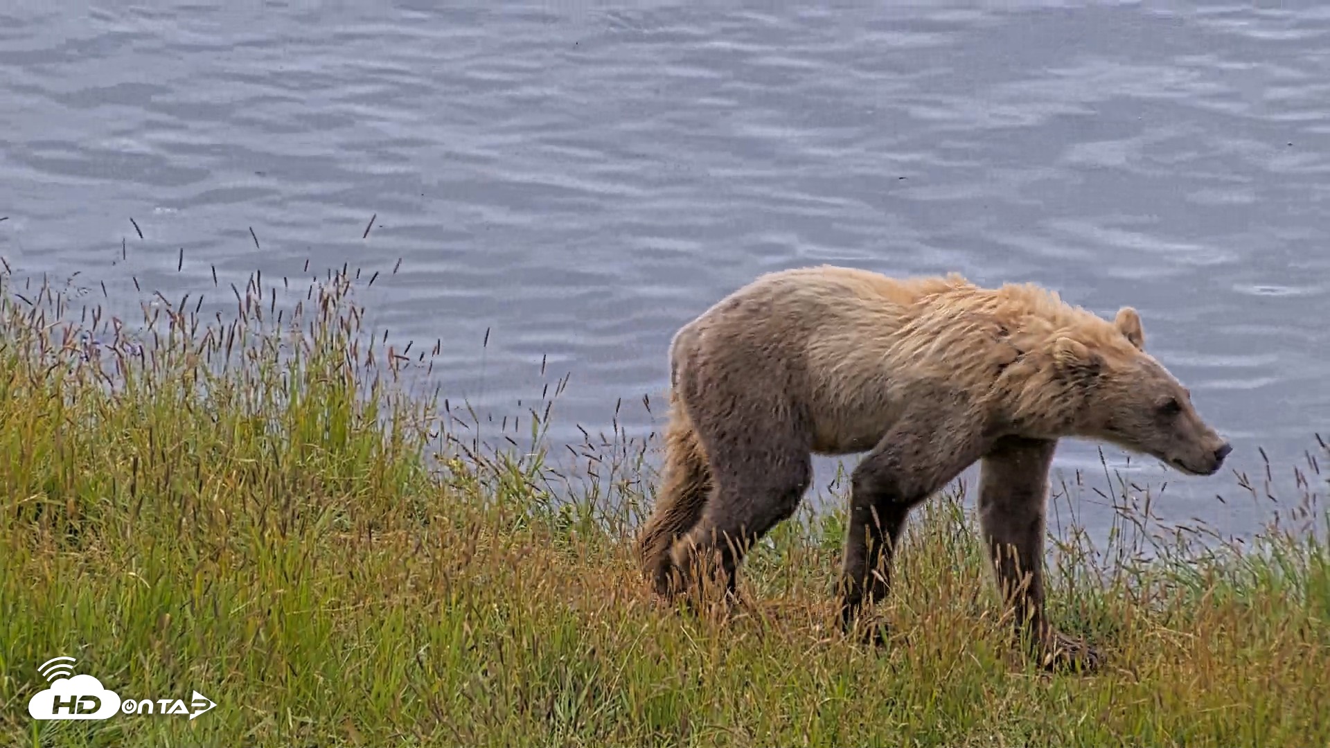 Snapshot of Kodiak Alaska Brown Bears Live Webcam taken Aug 2, 2026, 11:06am AKDT