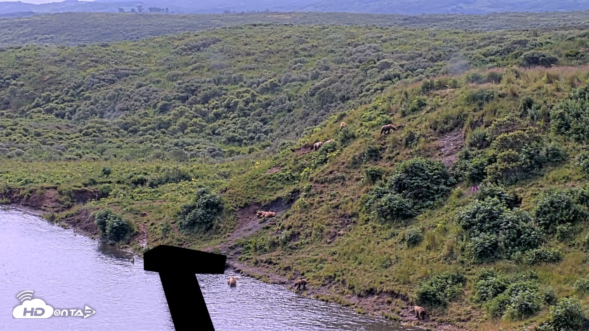 Snapshot of Kodiak Alaska Brown Bears Live Webcam taken Aug 9, 2026, 12:51pm AKDT