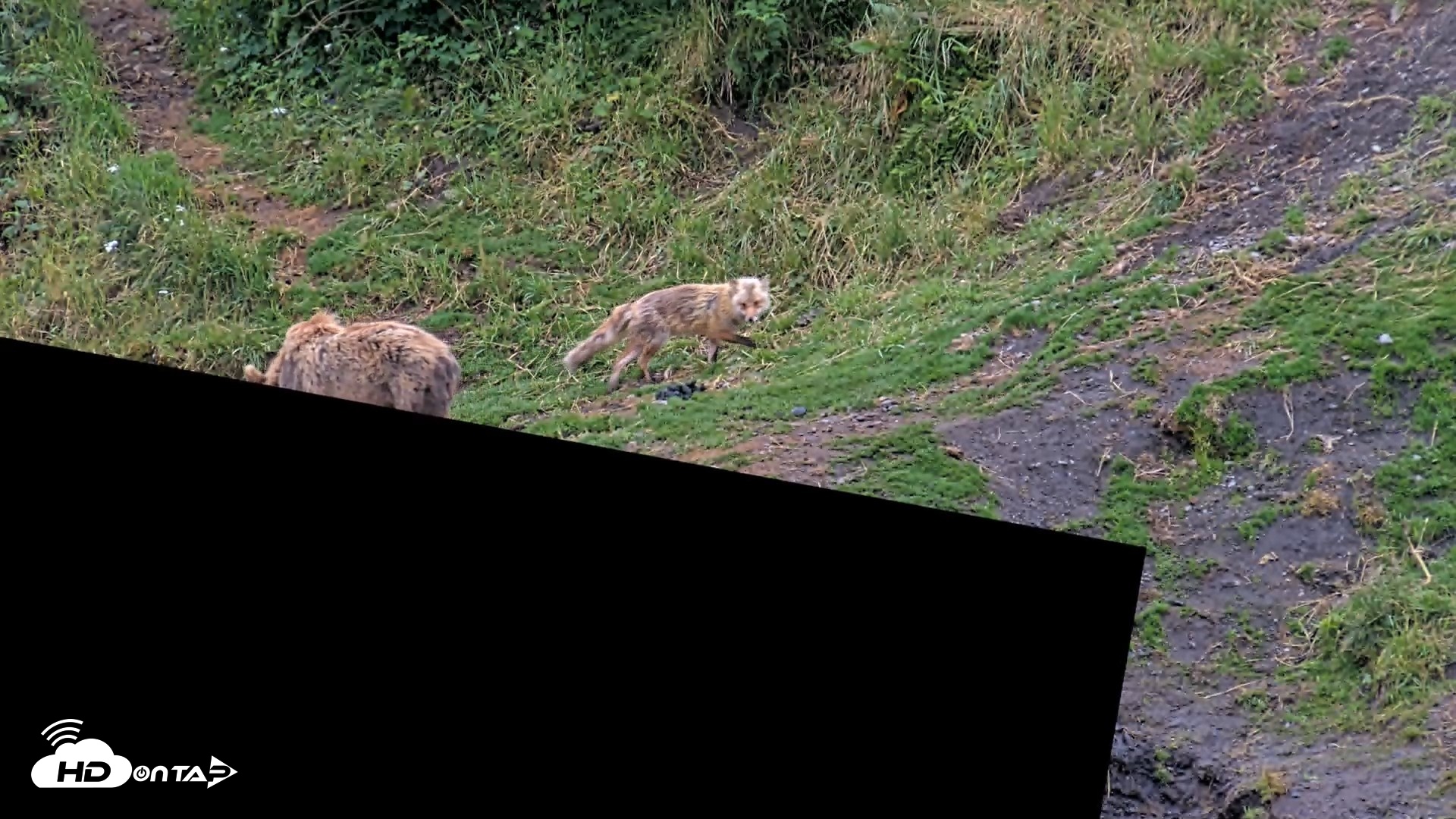 Snapshot of Kodiak Alaska Brown Bears Live Webcam taken Aug 6, 2026, 7:49am AKDT