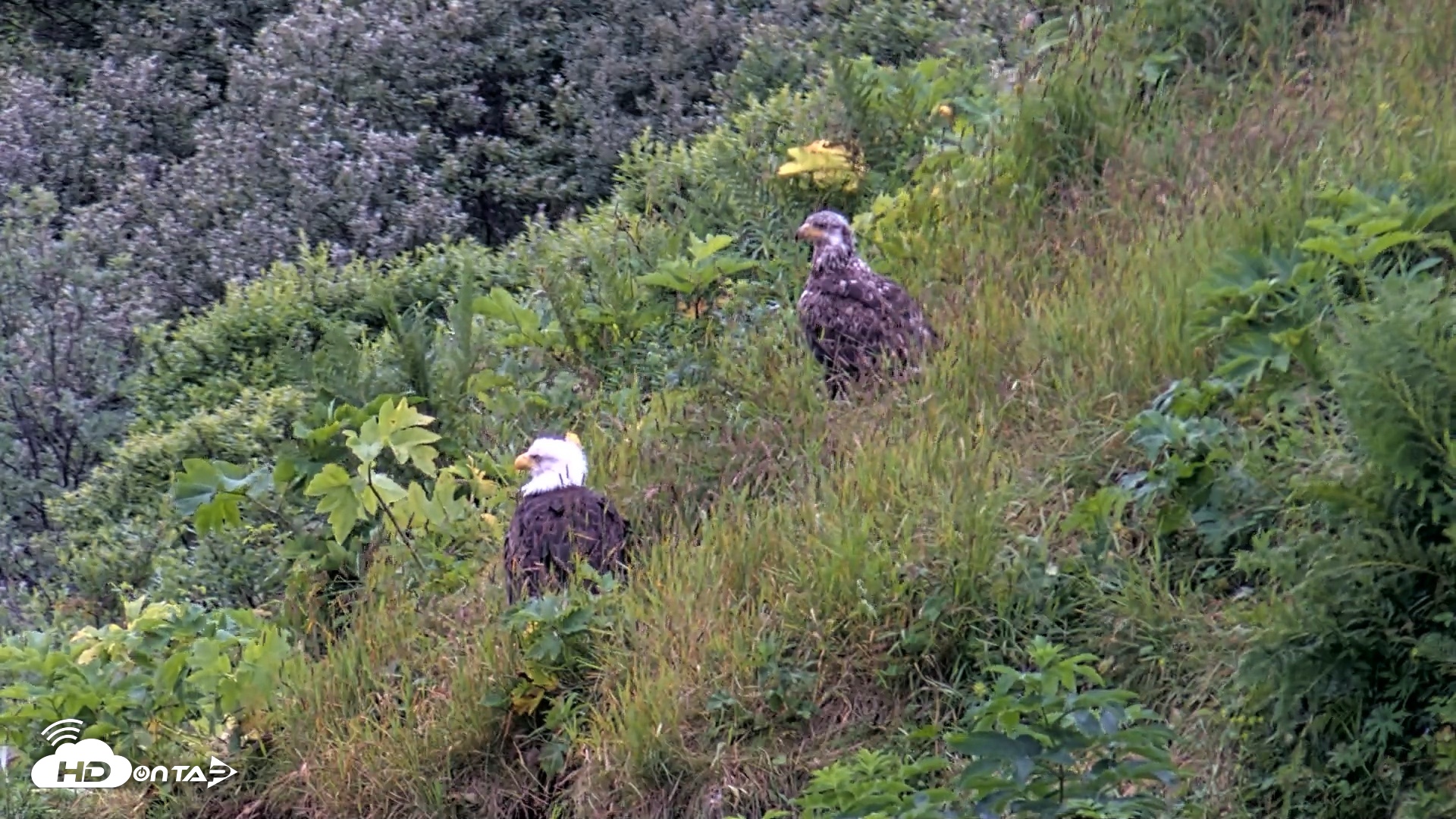 Snapshot of Kodiak Alaska Brown Bears Live Webcam taken Aug 3, 2026, 6:45am AKDT