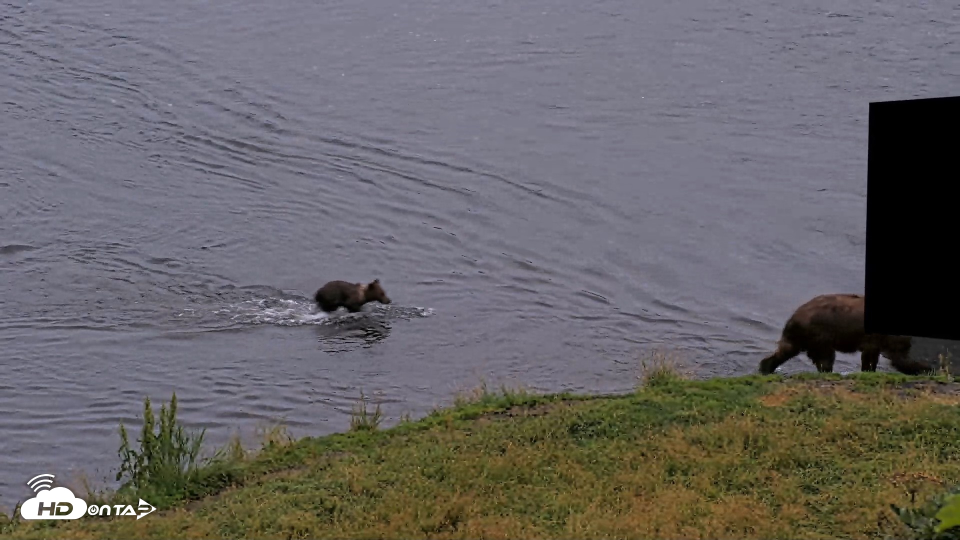 Snapshot of Kodiak Alaska Brown Bears Live Webcam taken Aug 19, 2026, 9:25pm AKDT