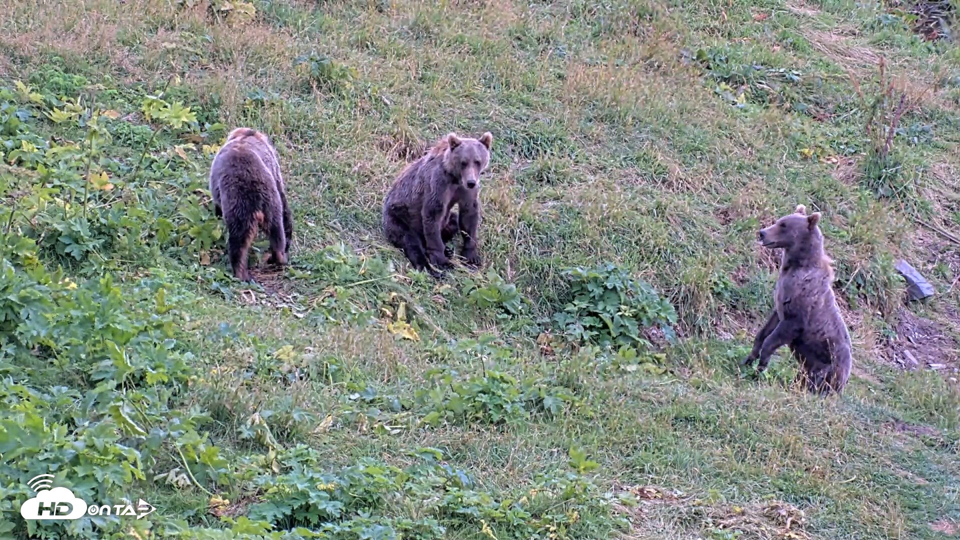 Snapshot of Kodiak Alaska Brown Bears Live Webcam taken Aug 18, 2026, 4:13pm AKDT