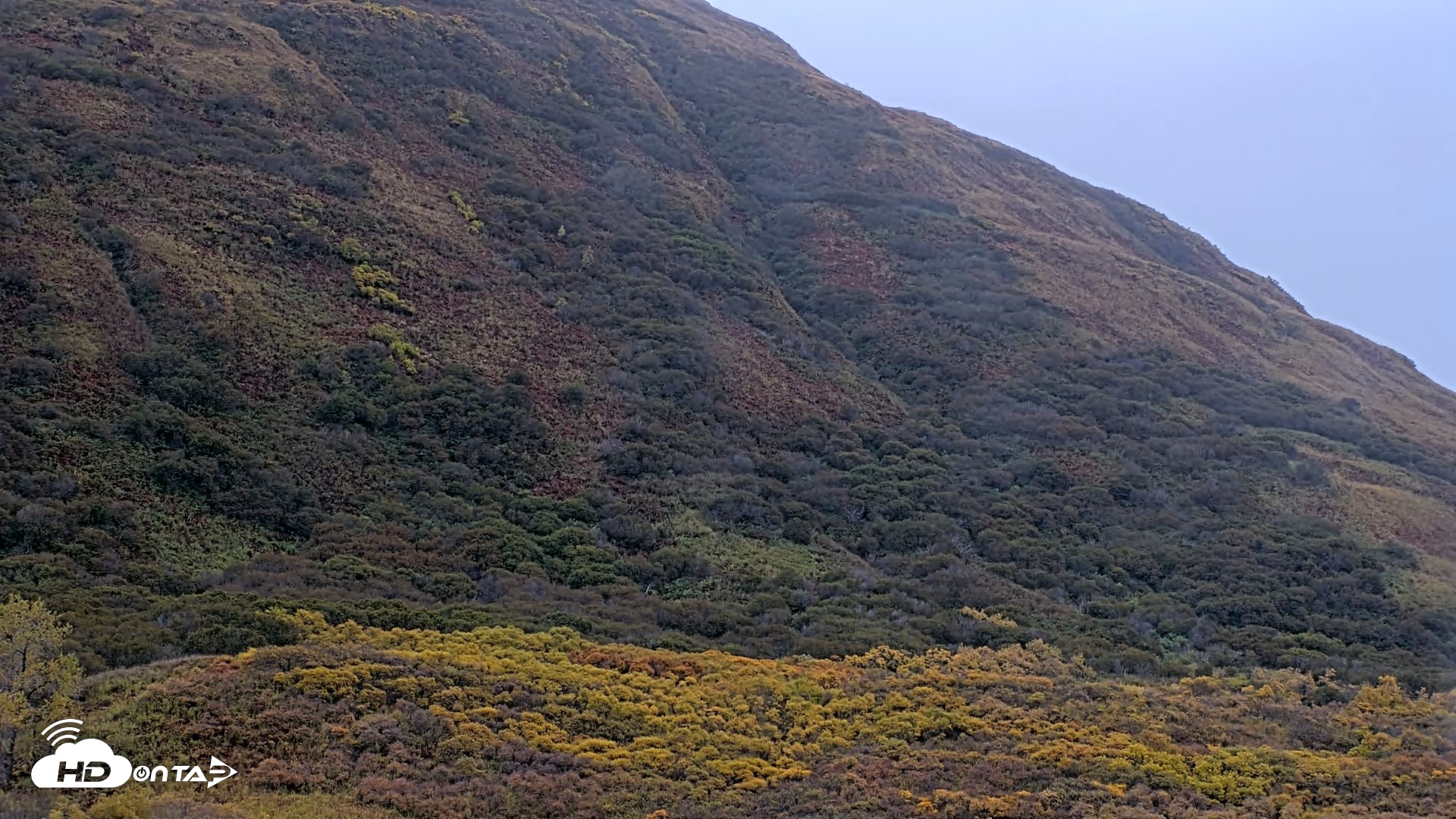 Snapshot of Kodiak Alaska Brown Bears Live Webcam taken Oct 8, 2026, 9:57am AKDT