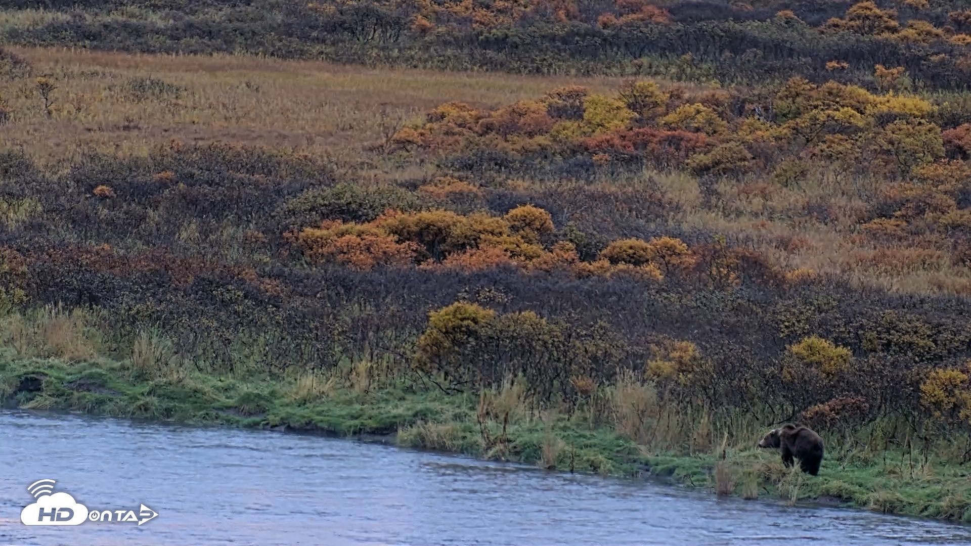 Snapshot of Kodiak Alaska Brown Bears Live Webcam taken Oct 8, 2026, 8:49am AKDT
