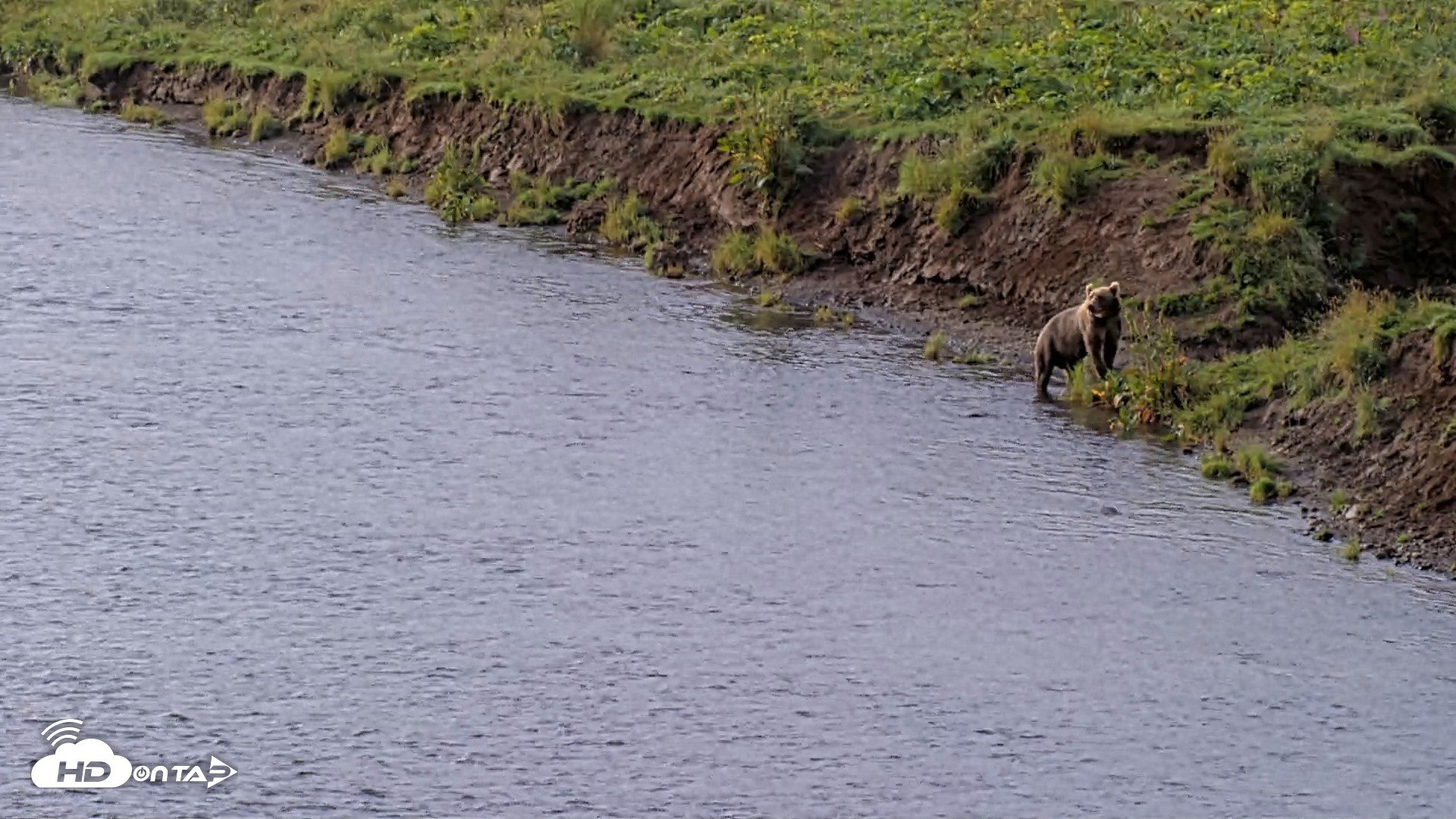Snapshot of Kodiak Alaska Brown Bears Live Webcam taken Aug 18, 2026, 9:41am AKDT