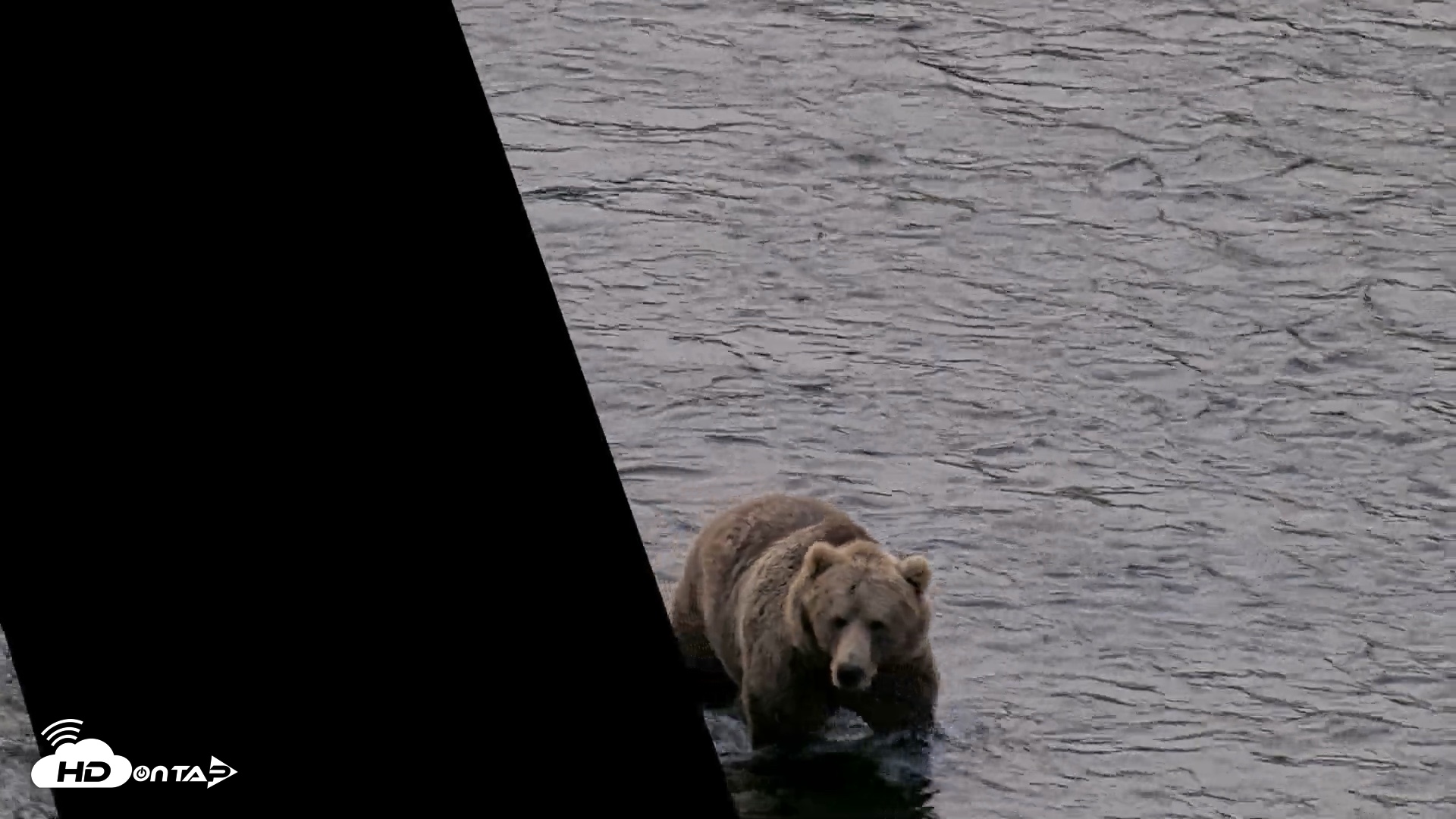 Snapshot of Kodiak Alaska Brown Bears Live Webcam taken Aug 14, 2026, 7:42am AKDT