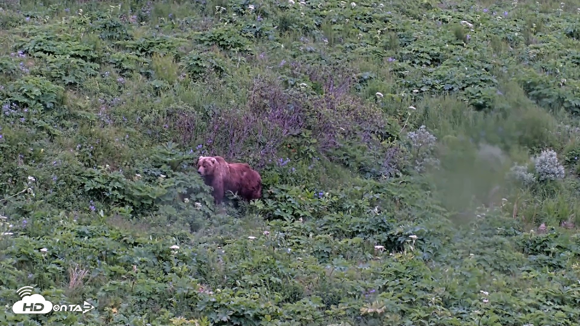 Snapshot of Kodiak Alaska Brown Bears Live Webcam taken Jul 13, 2026, 8:51pm AKDT