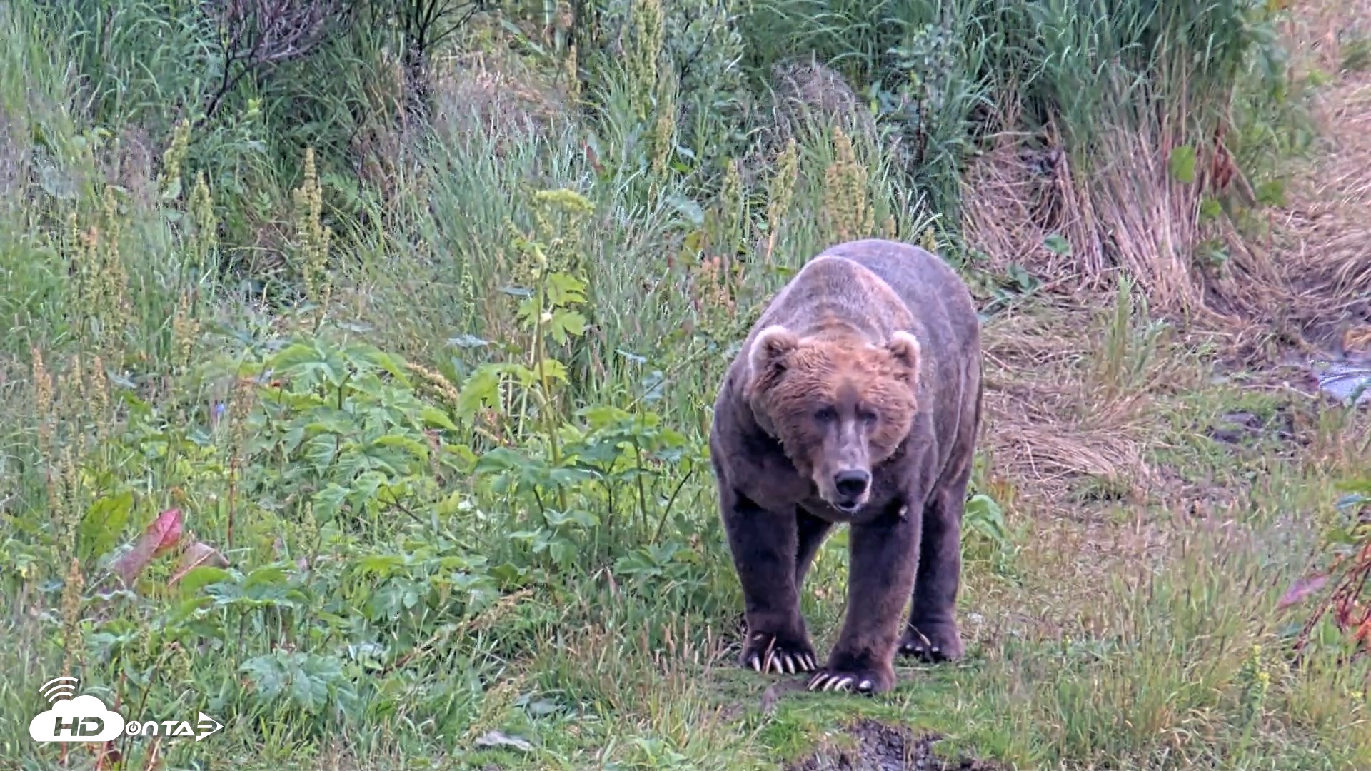 Snapshot of Kodiak Alaska Brown Bears Live Webcam taken Aug 7, 2026, 5:19pm AKDT