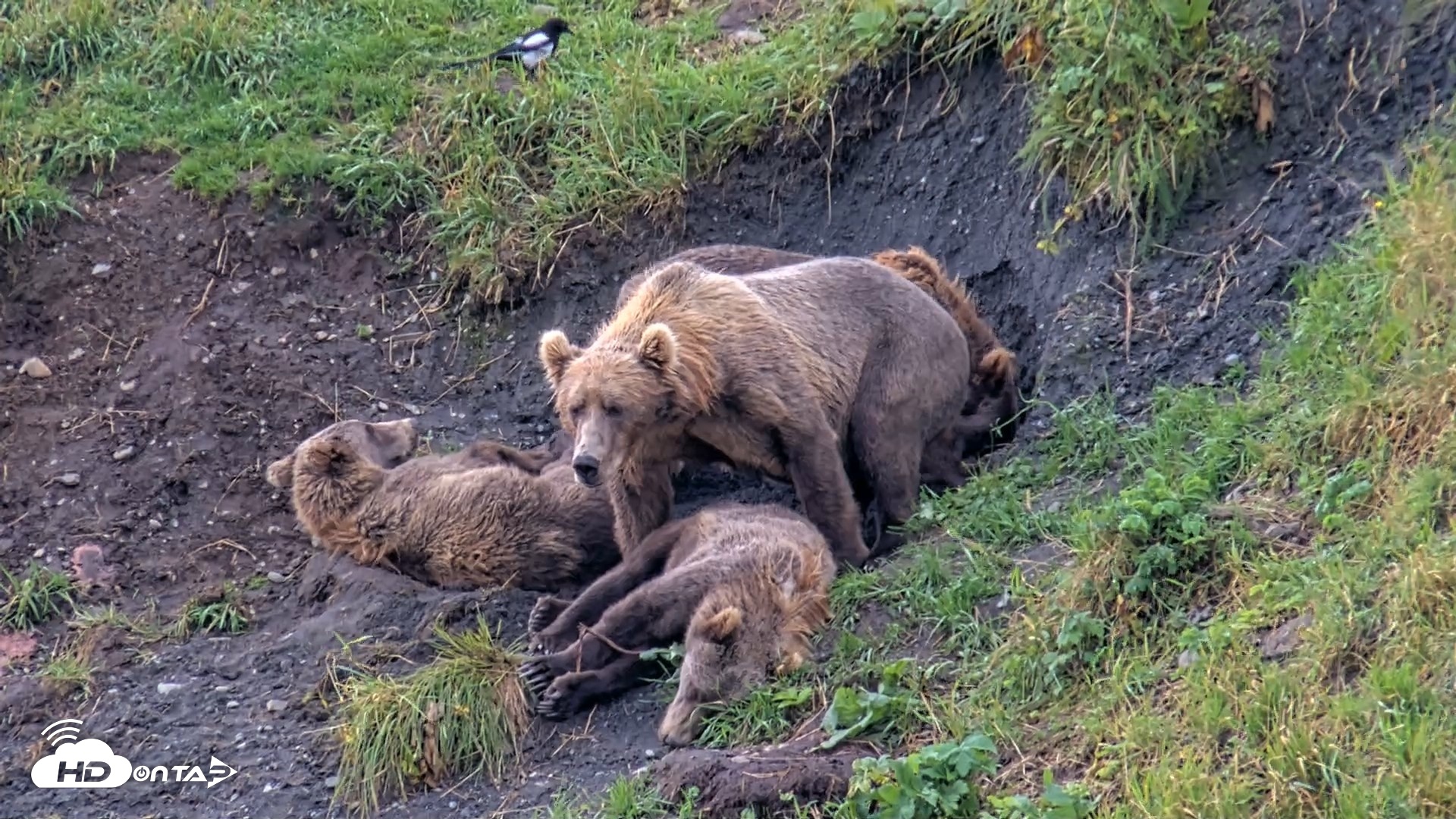 Snapshot of Kodiak Alaska Brown Bears Live Webcam taken Aug 16, 2026, 12:04pm AKDT
