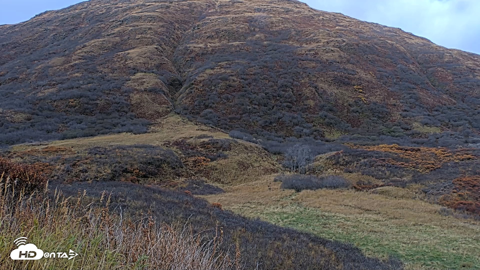 Snapshot of Kodiak Alaska Brown Bears Live Webcam taken Oct 21, 2026, 4:30pm AKDT