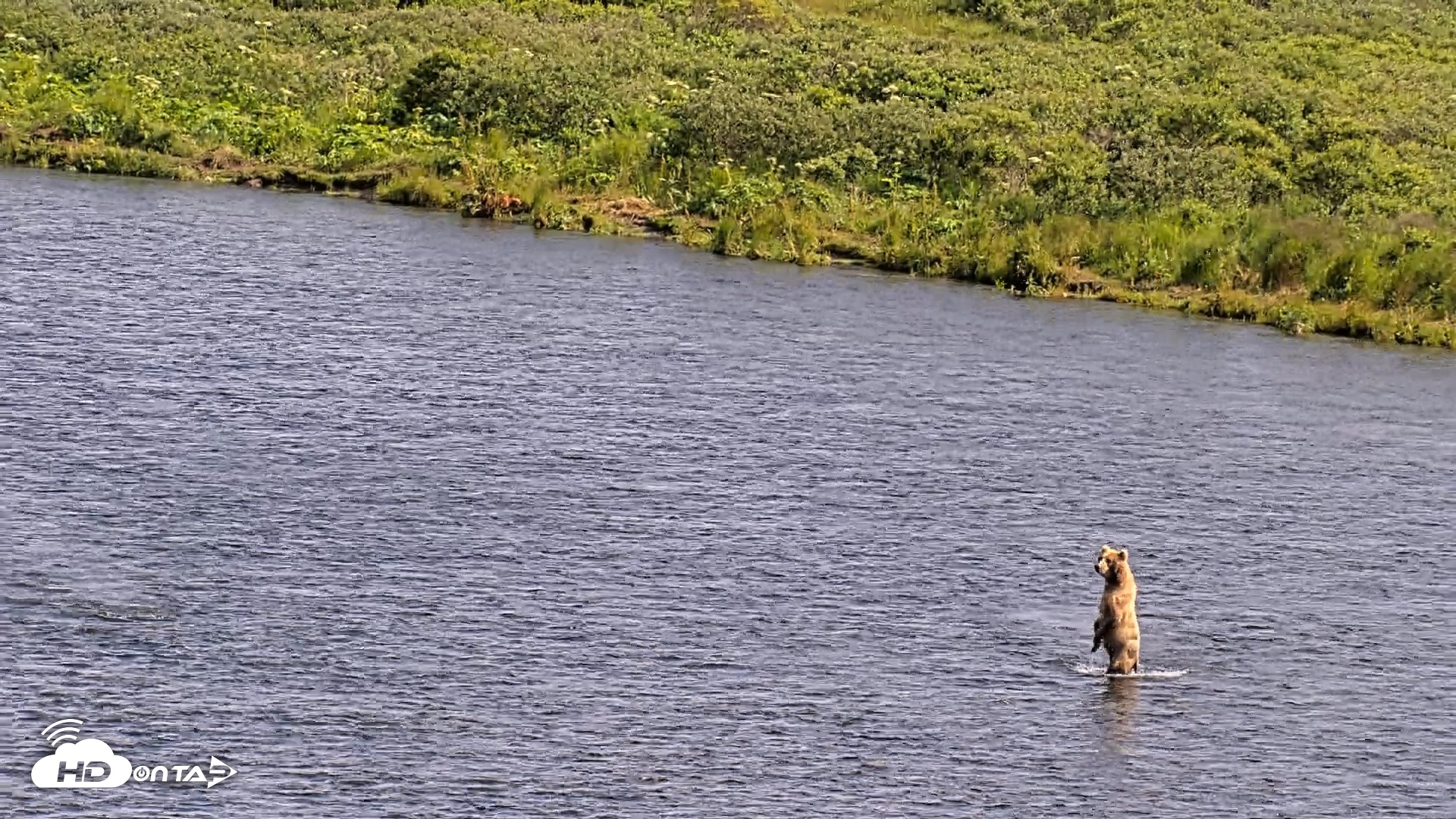 Snapshot of Kodiak Alaska Brown Bears Live Webcam taken Aug 2, 2026, 4:57pm AKDT