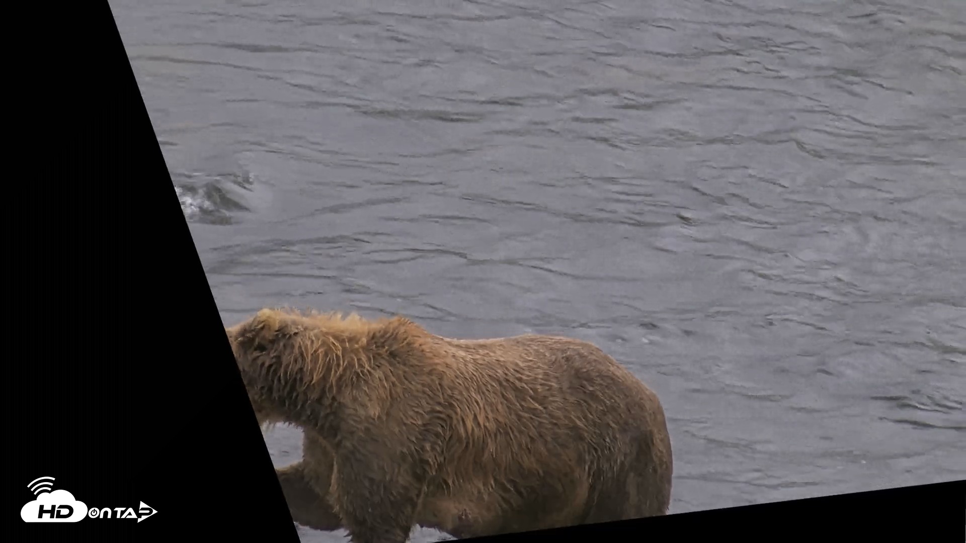 Snapshot of Kodiak Alaska Brown Bears Live Webcam taken Aug 15, 2026, 7:16pm AKDT