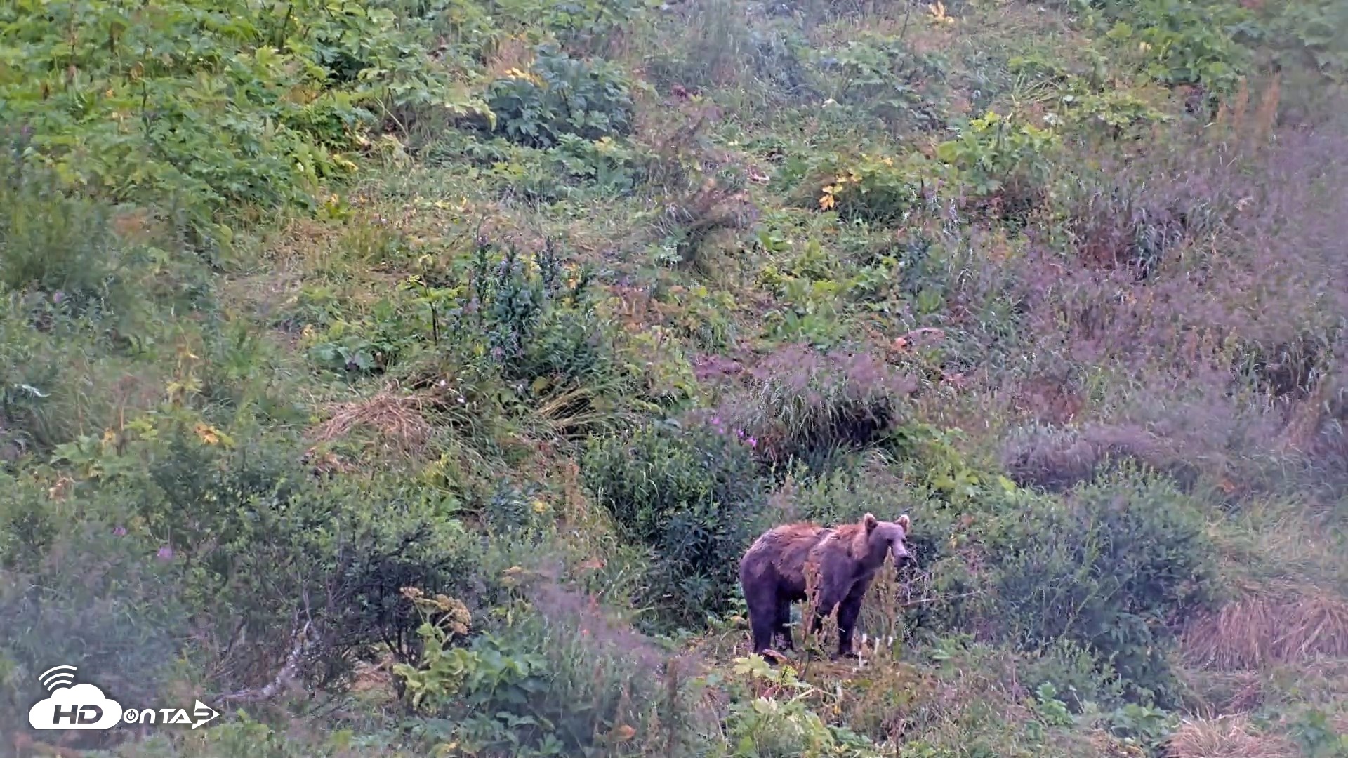 Snapshot of Kodiak Alaska Brown Bears Live Webcam taken Aug 12, 2026, 4:36pm AKDT