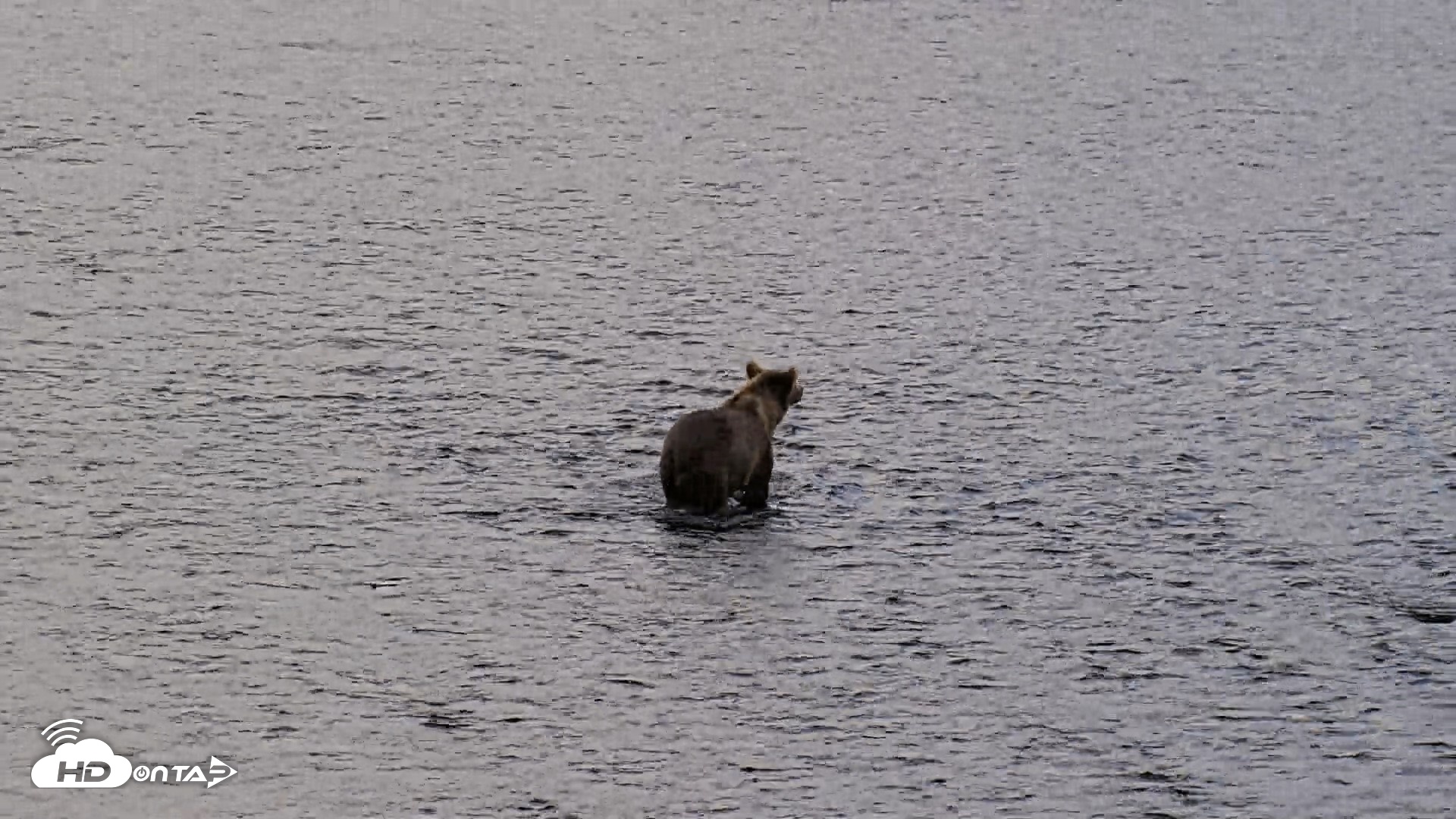 Snapshot of Kodiak Alaska Brown Bears Live Webcam taken Aug 22, 2026, 6:53pm AKDT