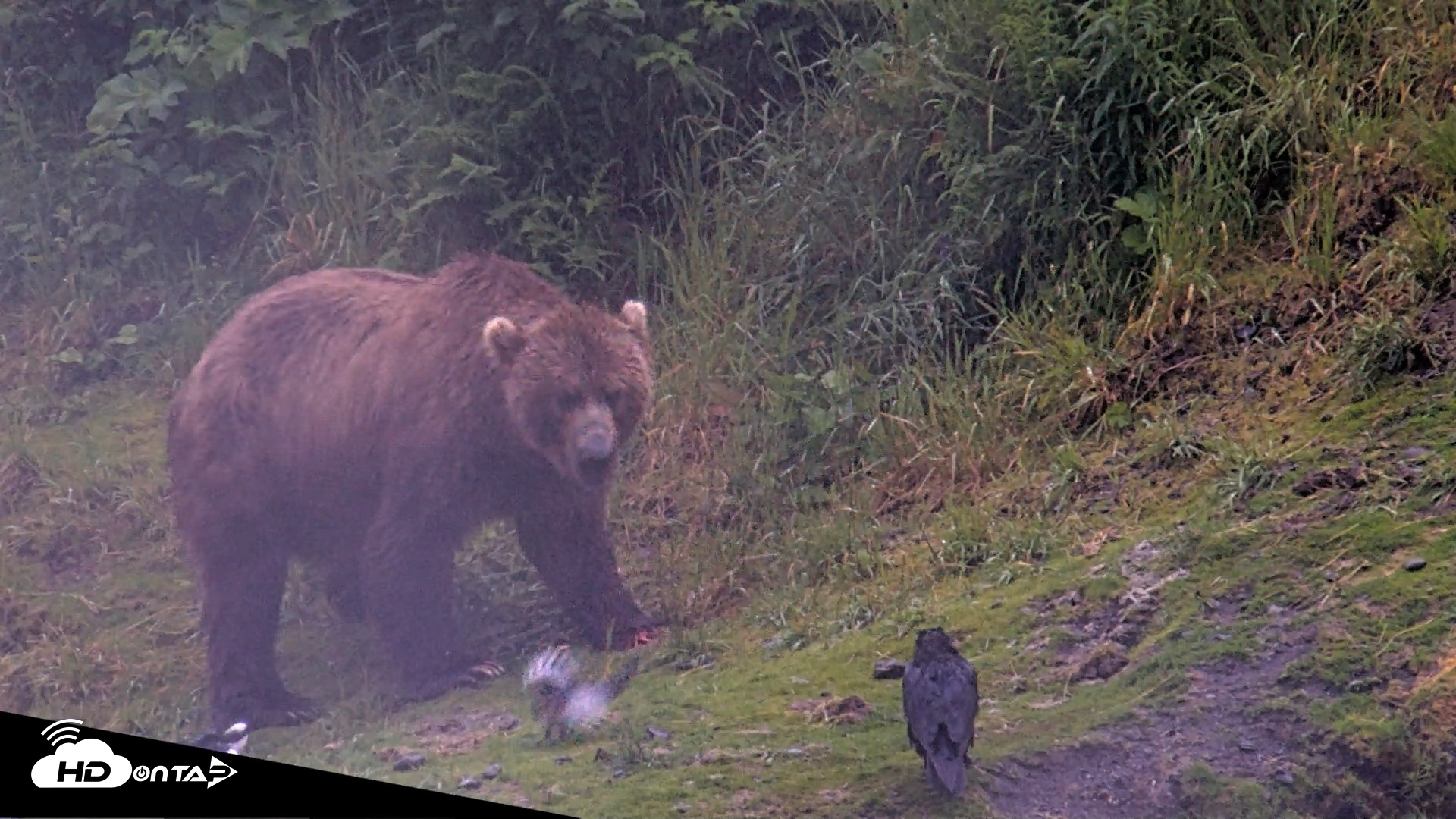 Snapshot of Kodiak Alaska Brown Bears Live Webcam taken Jul 22, 2026, 6:48am AKDT