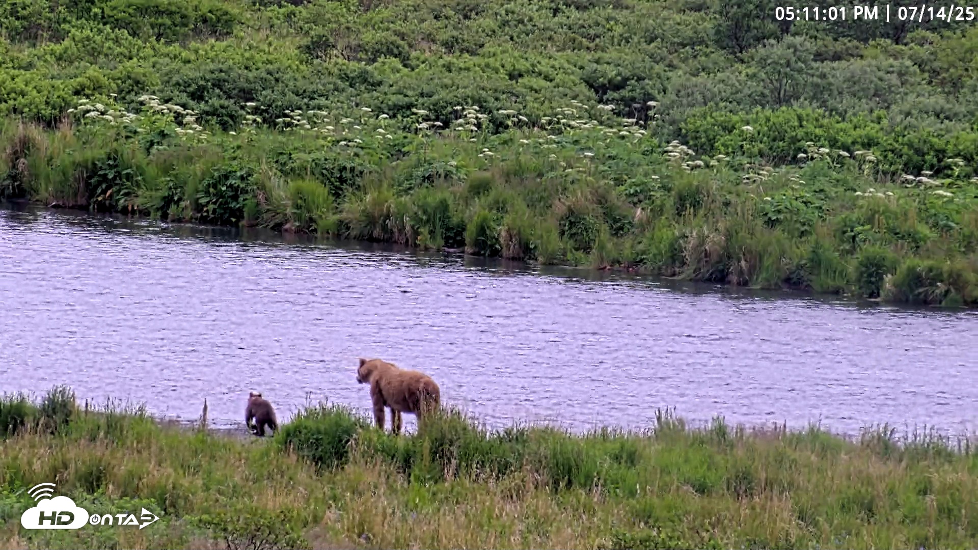 Snapshot of Kodiak Alaska Brown Bears Live Webcam taken Jul 14, 2025, 5:11pm AKDT