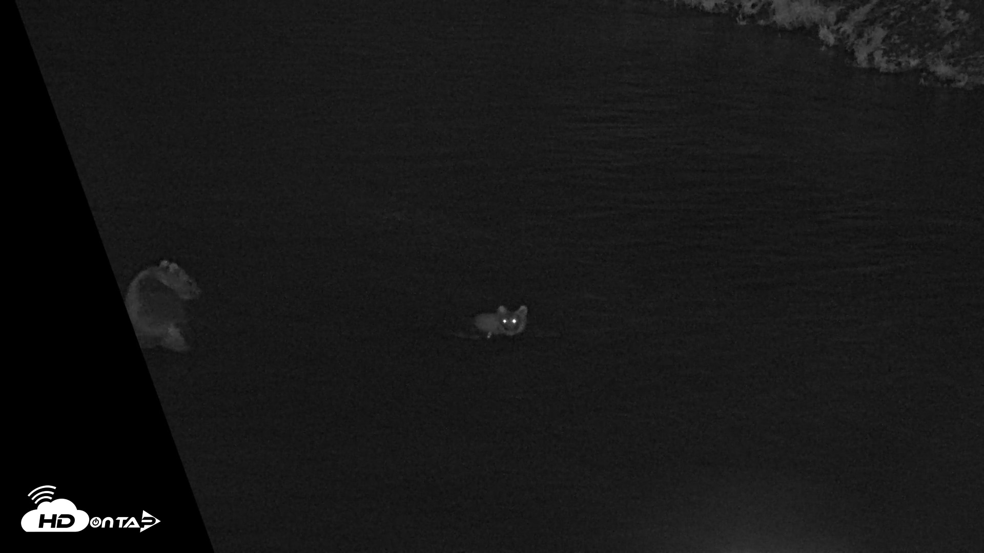Snapshot of Kodiak Alaska Brown Bears Live Webcam taken Aug 18, 2026, 10:33pm AKDT